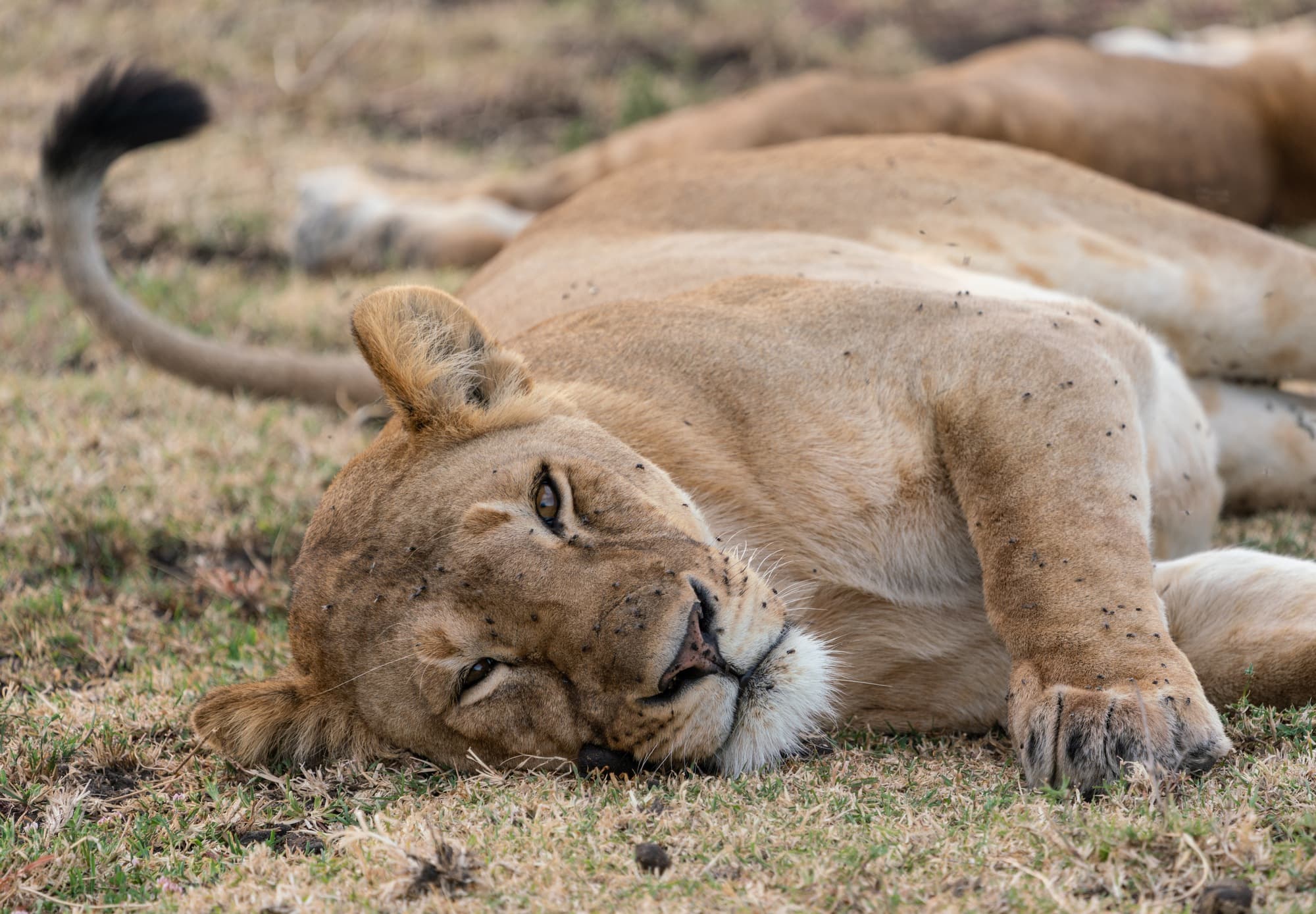 Southern Serengeti photo 93