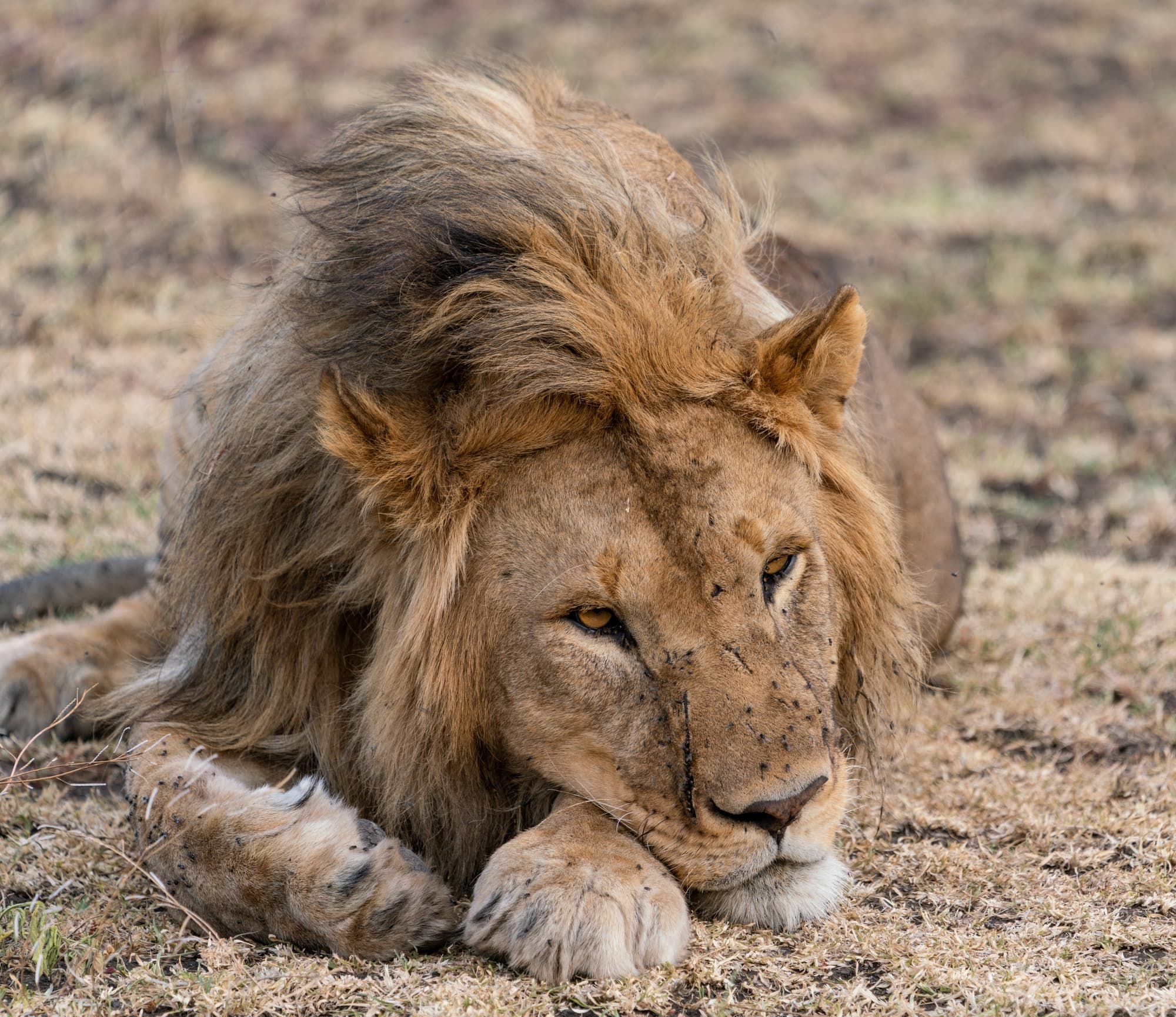 Southern Serengeti photo 96