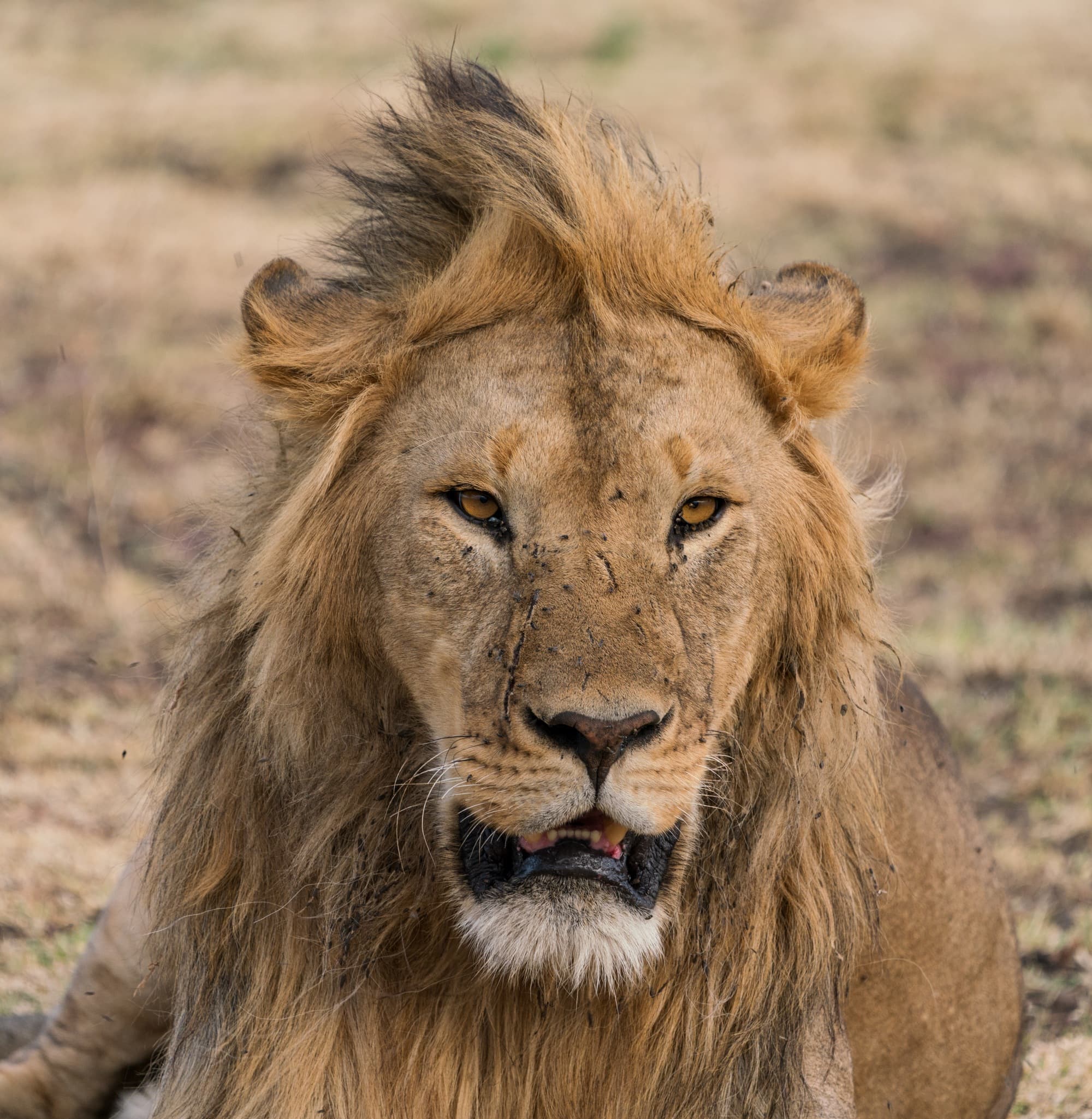 Southern Serengeti photo 91