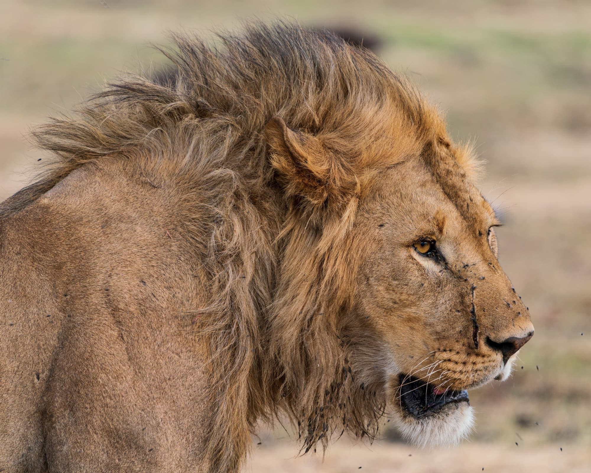 Southern Serengeti photo 92