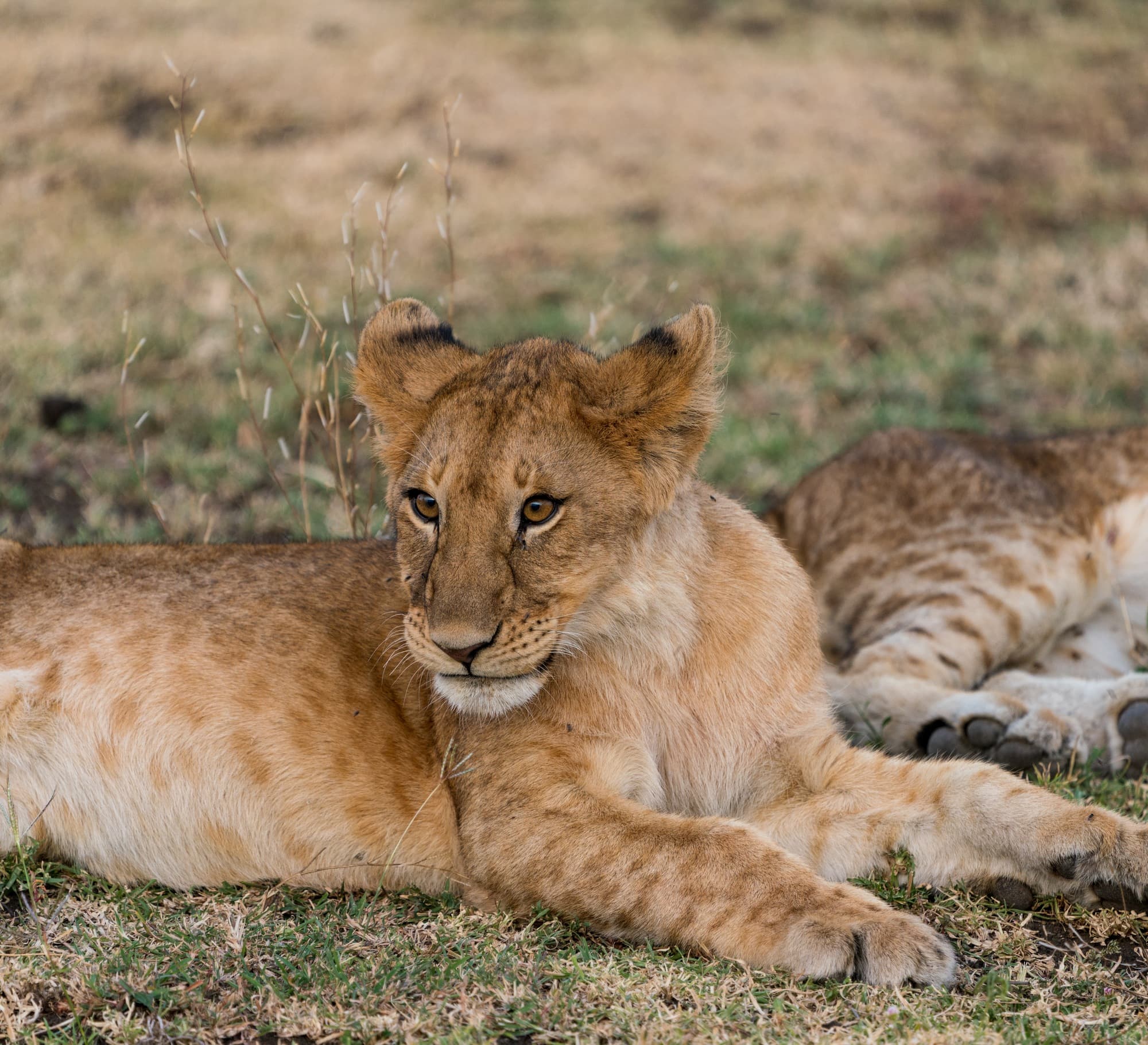 Southern Serengeti photo 95