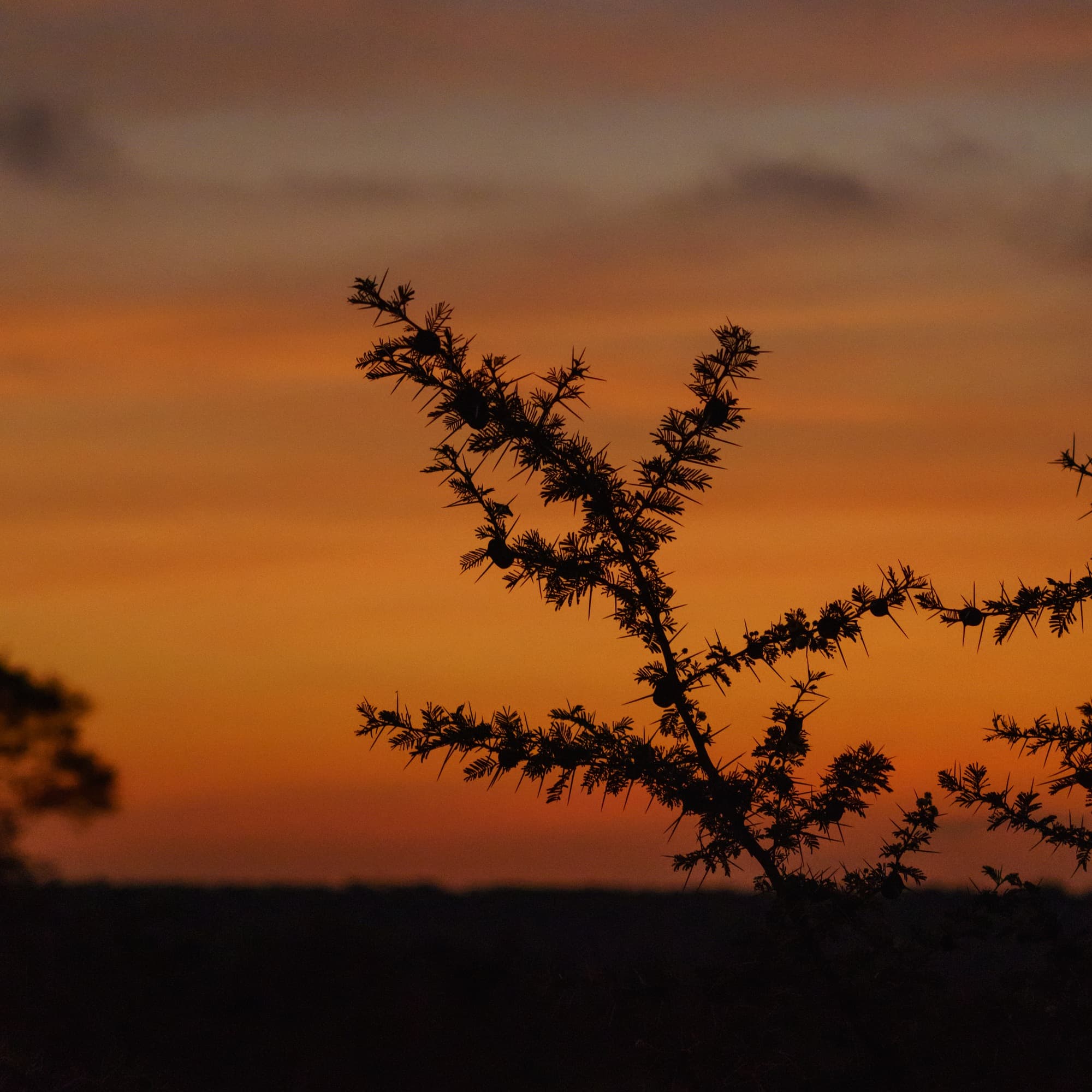 Southern Serengeti photo 74