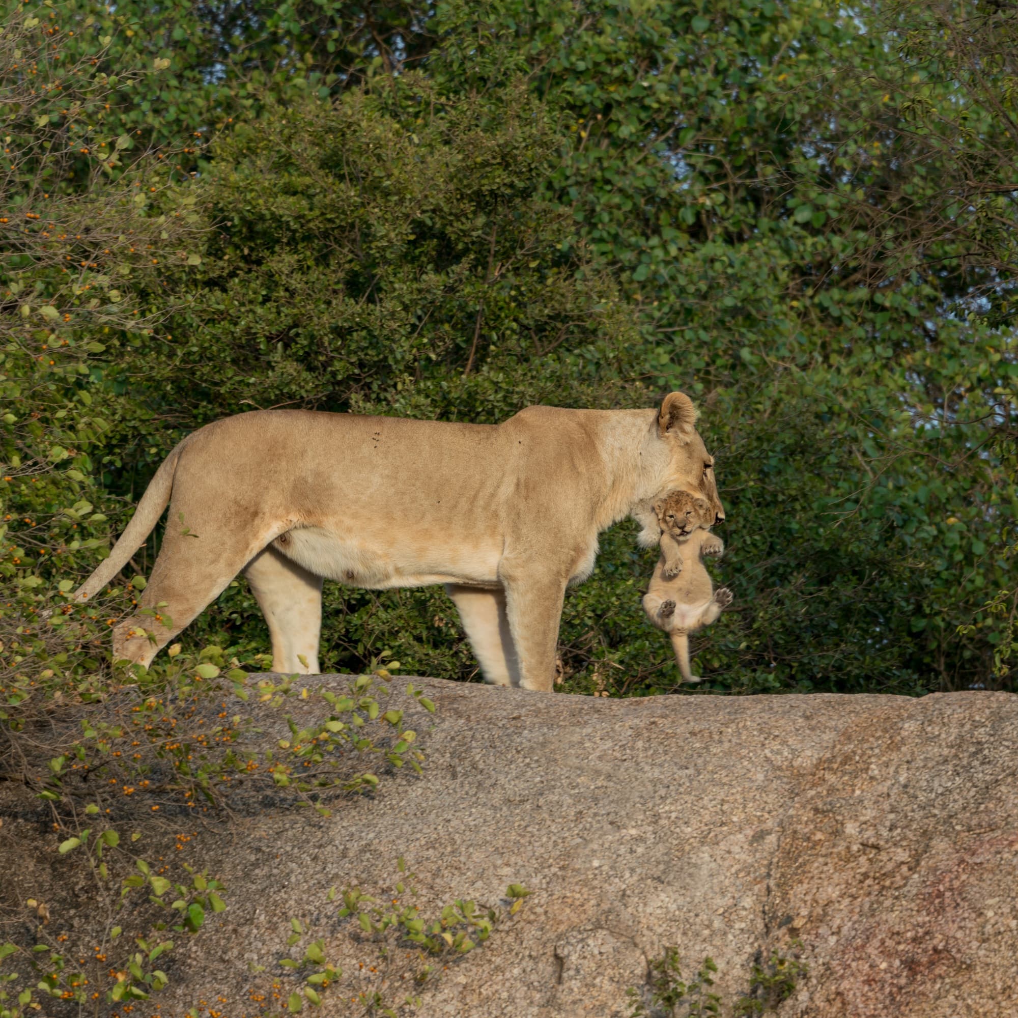 Southern Serengeti photo 86