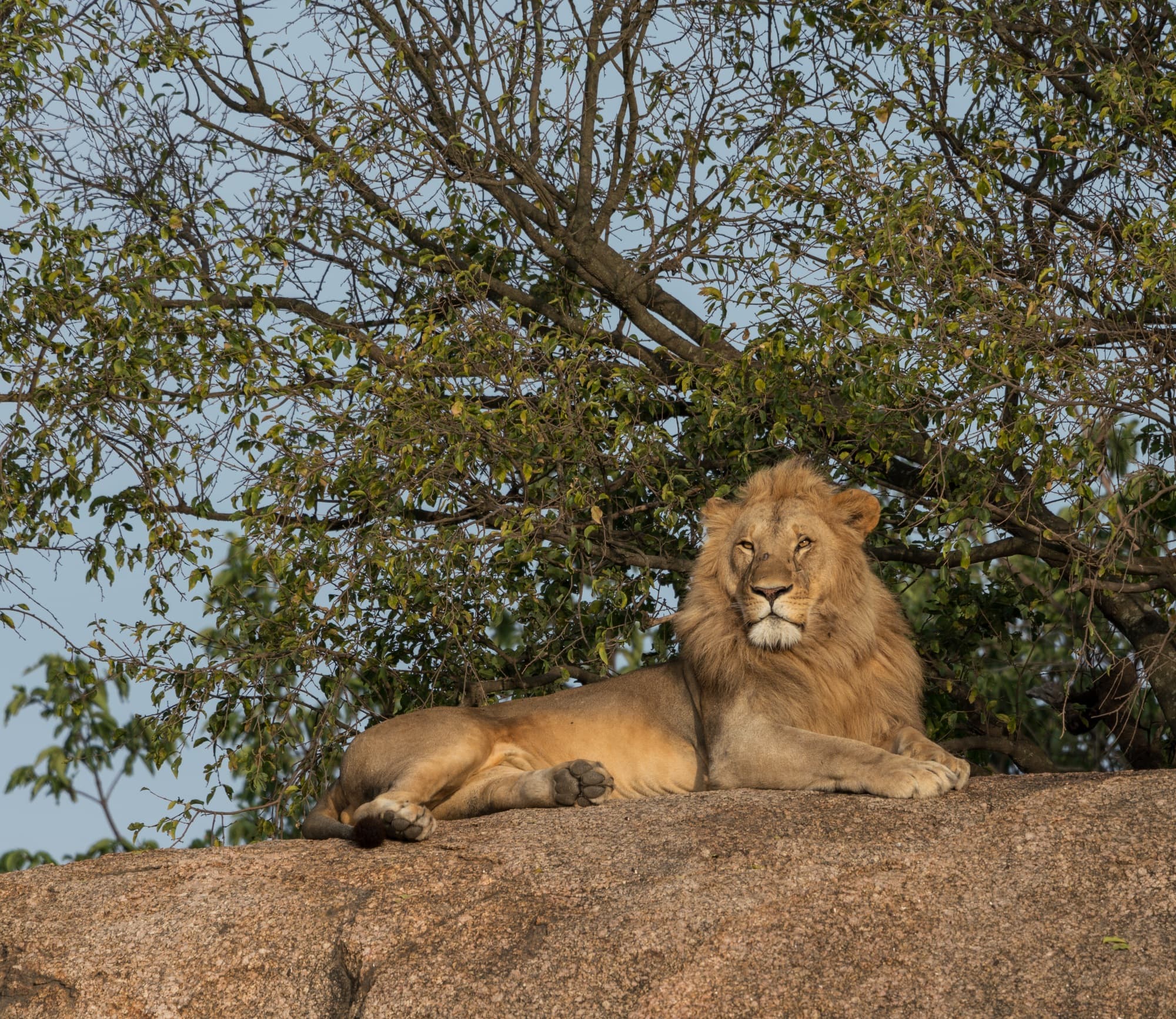 Southern Serengeti photo 85
