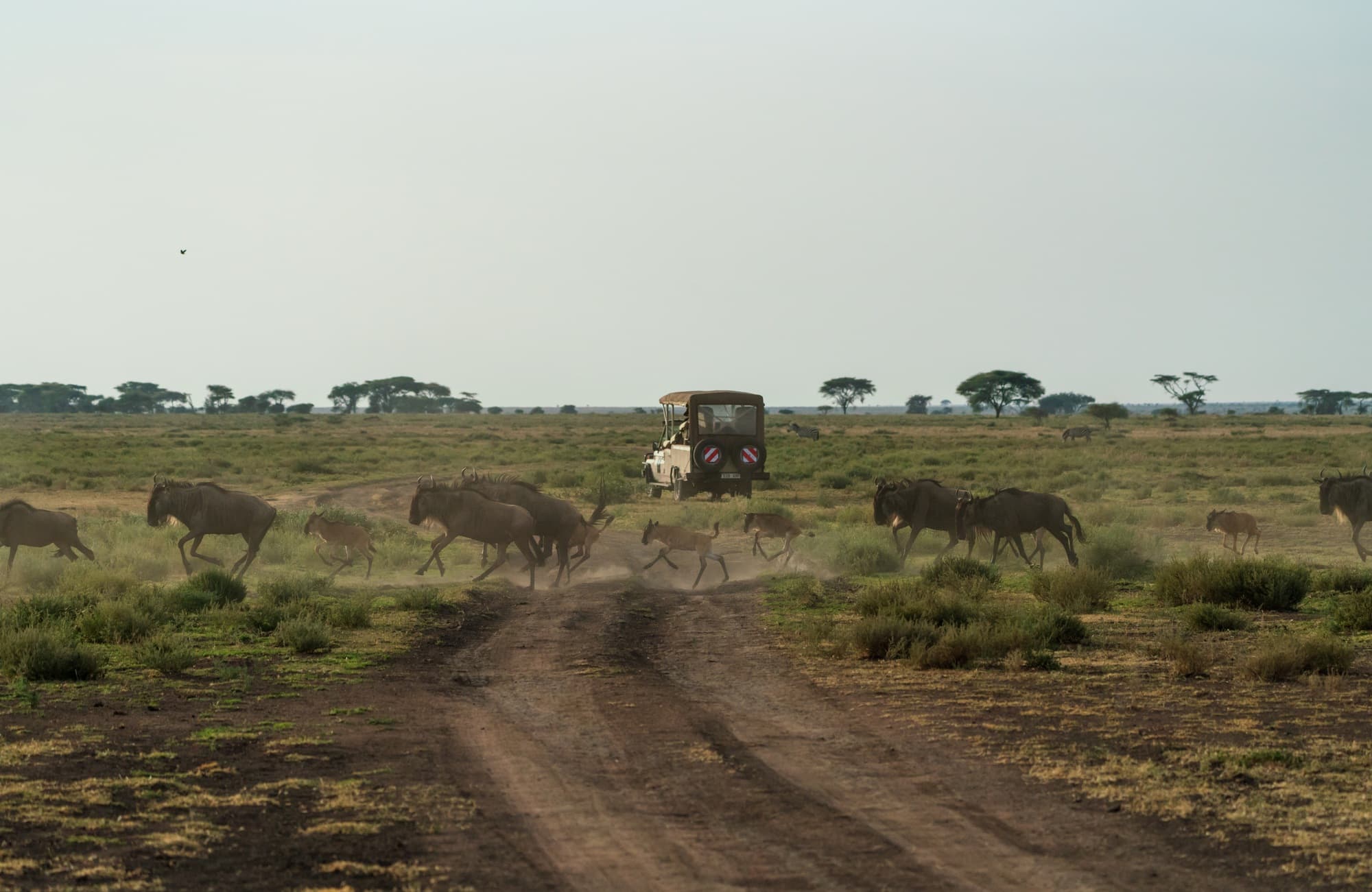 Southern Serengeti photo 71