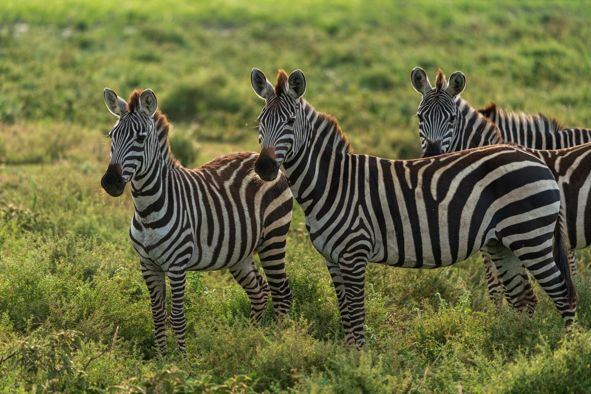 Southern Serengeti photo 72