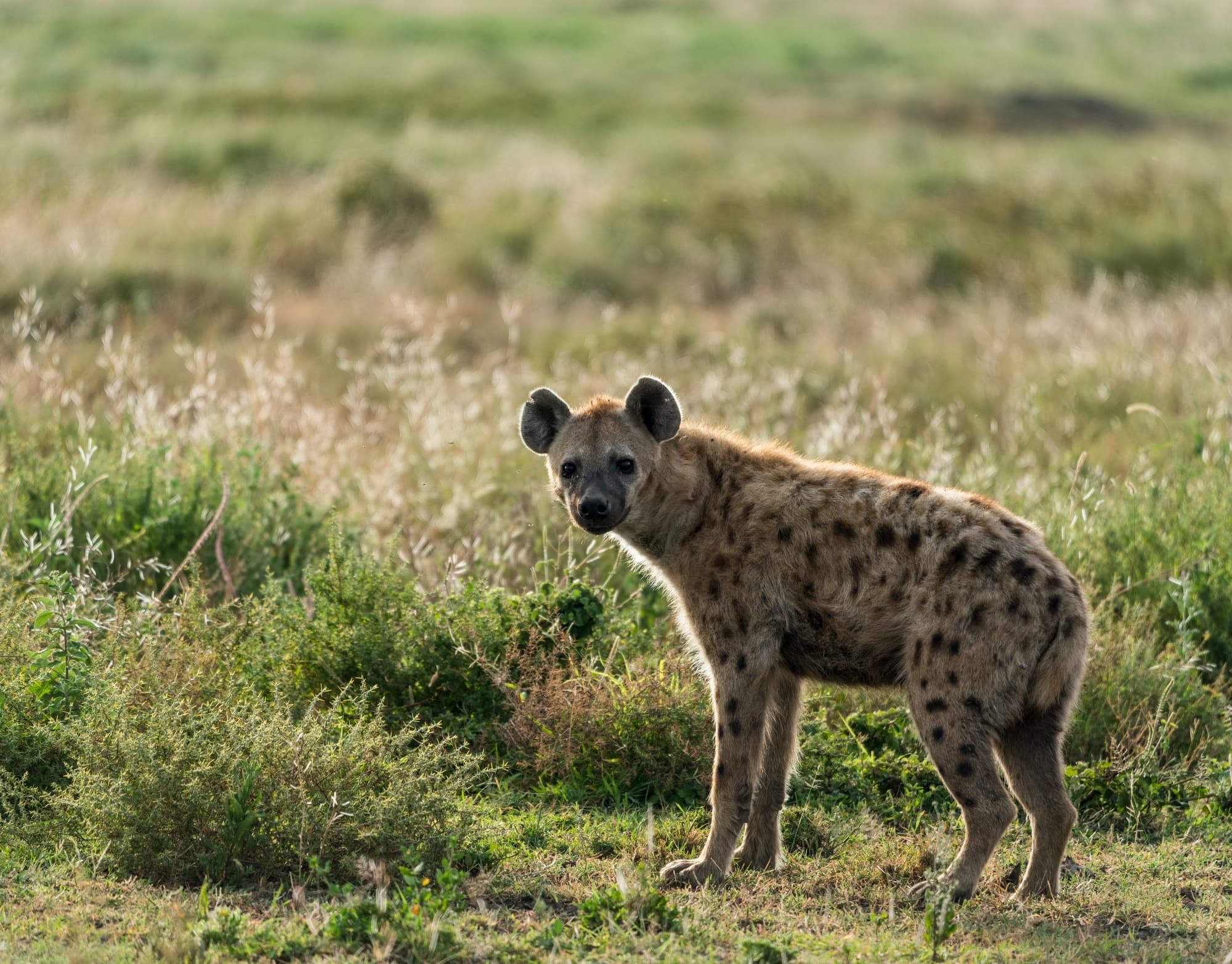 Hyena