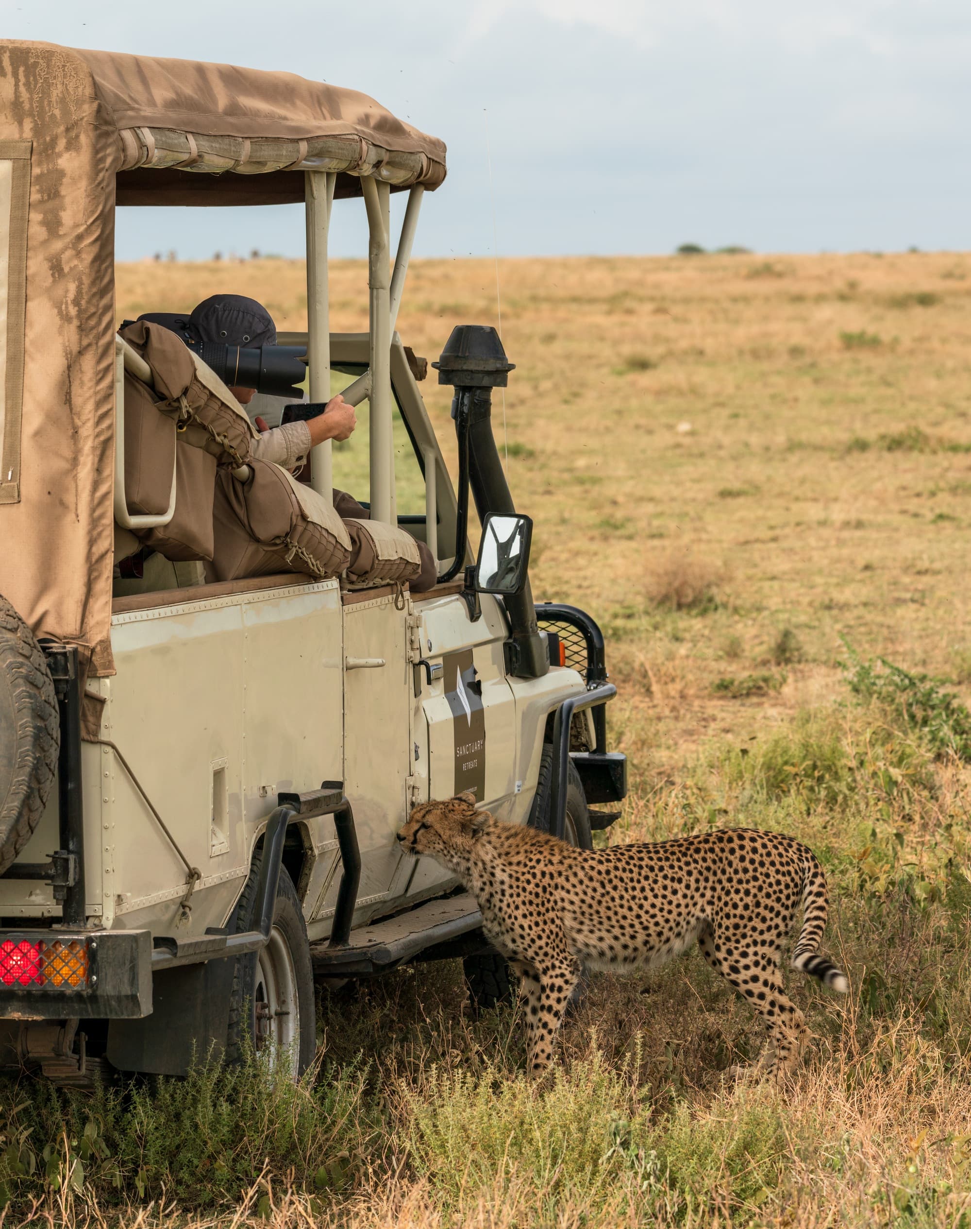 Cheetah inspecting our safari vehicle