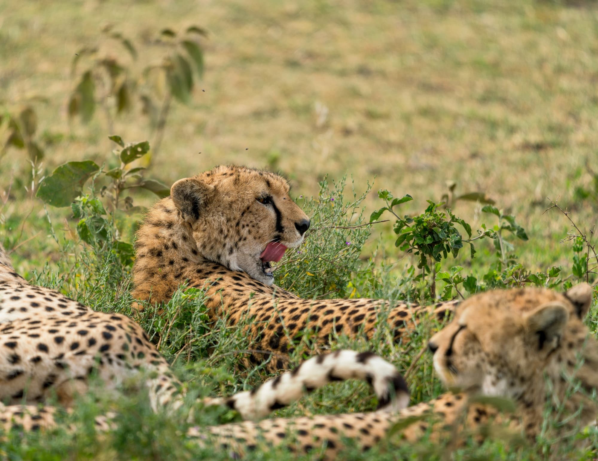 Cheetahs lounging