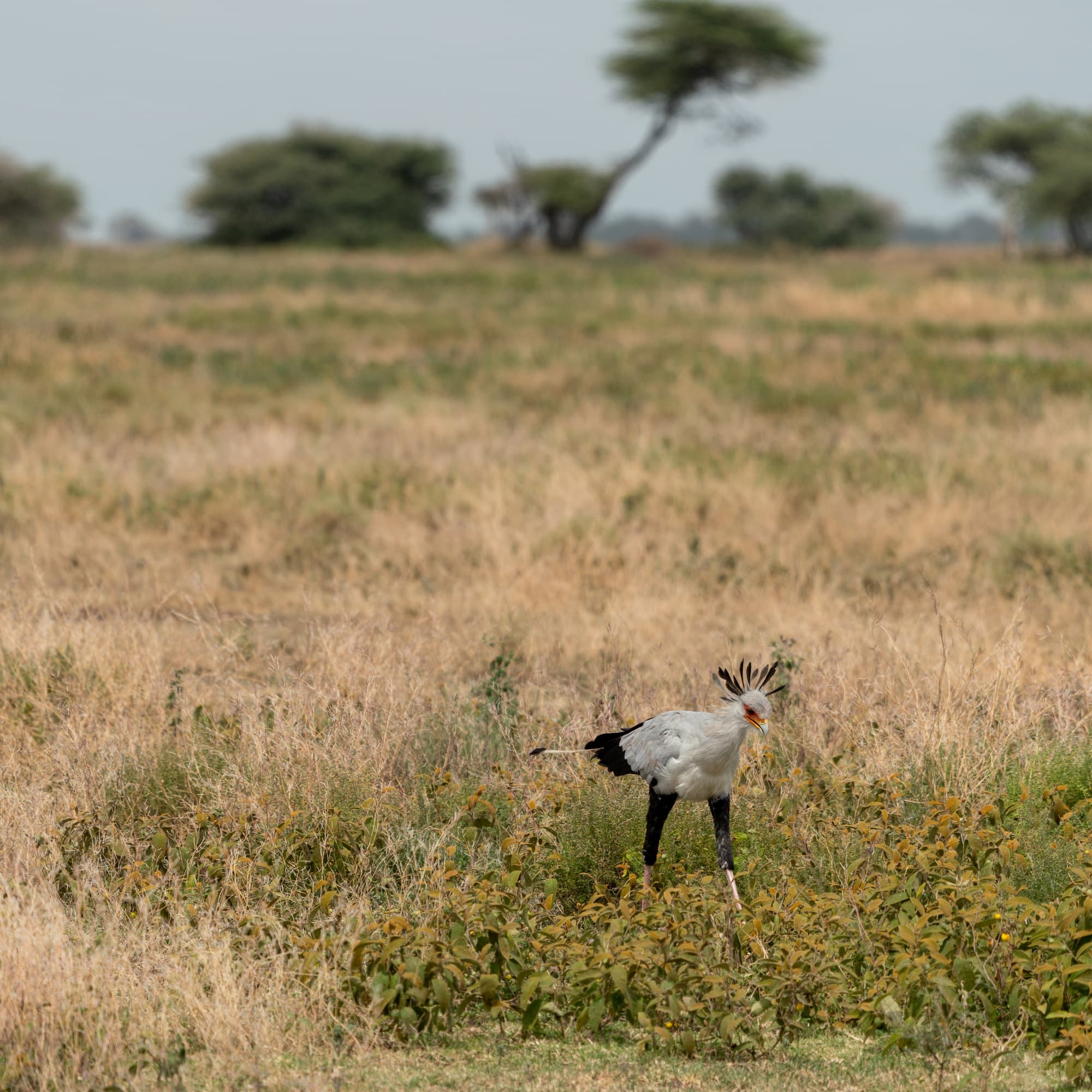 Secretary bird