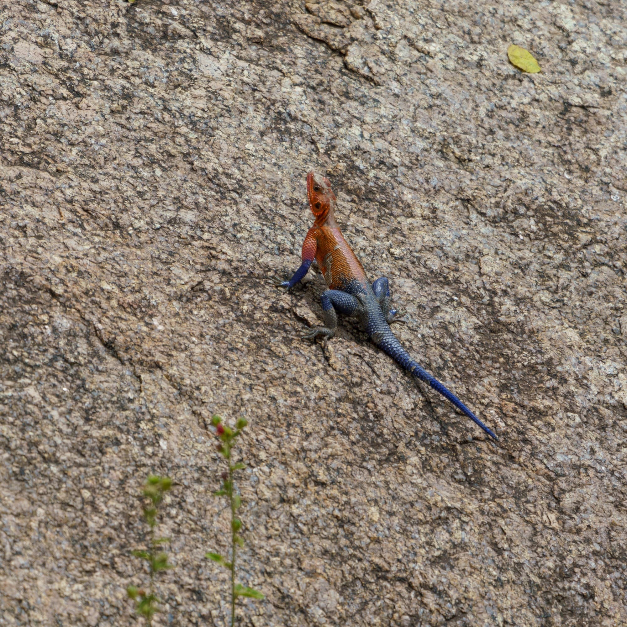 The Mwanza flat-headed rock agama (more commonly known as the "Spider-Man" lizard)