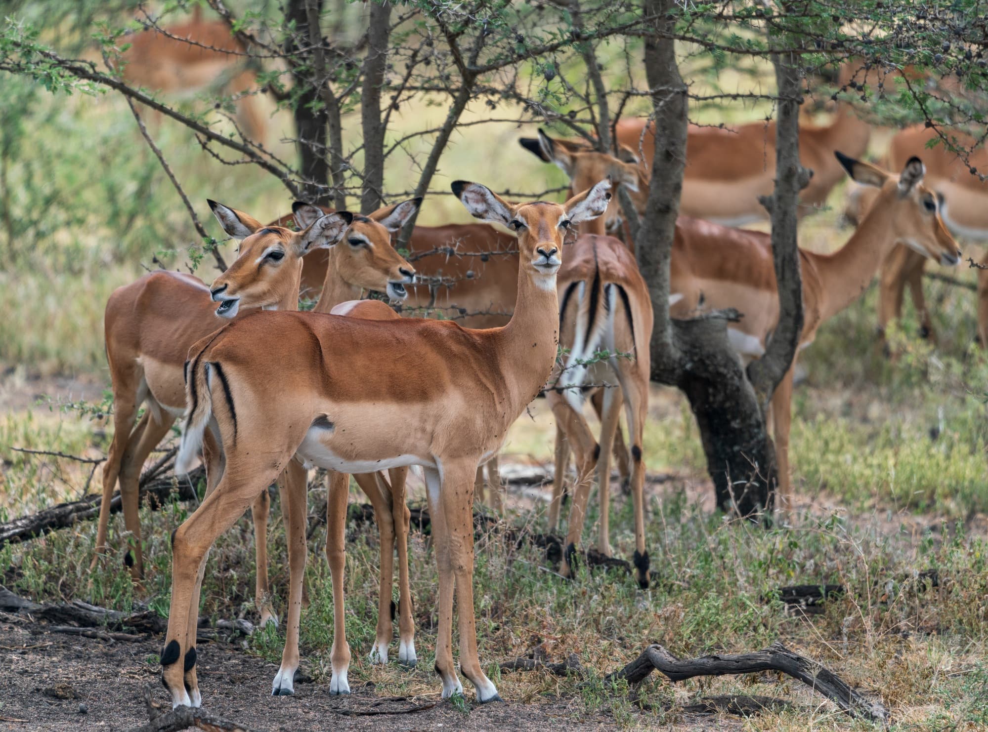 Impalas