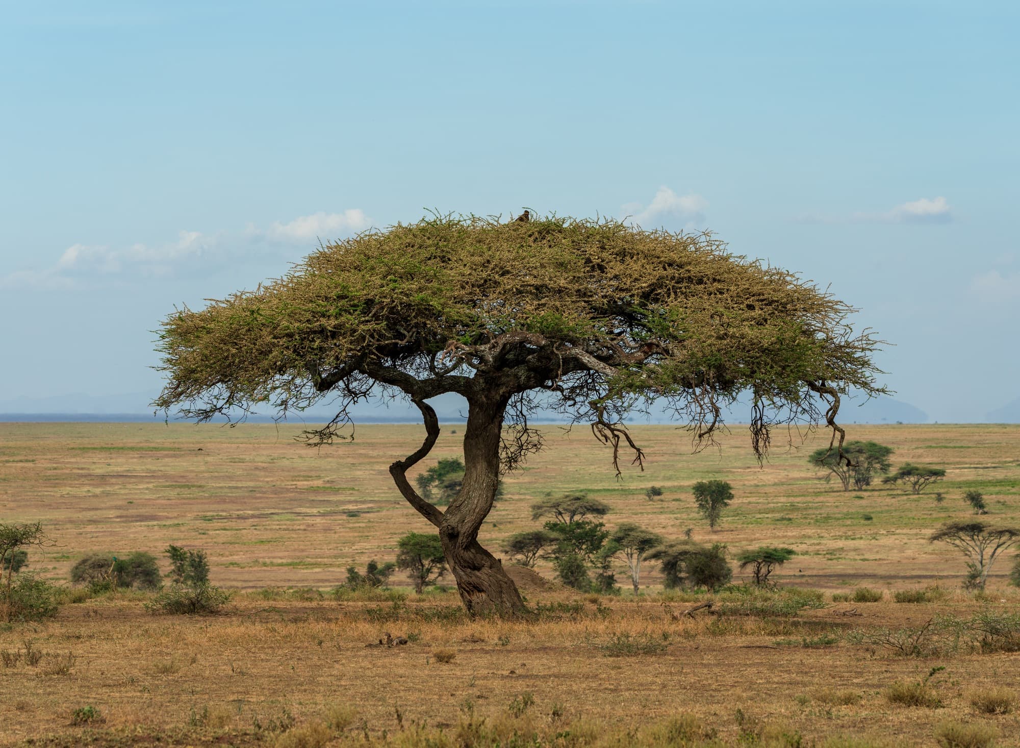 Southern Serengeti photo 66