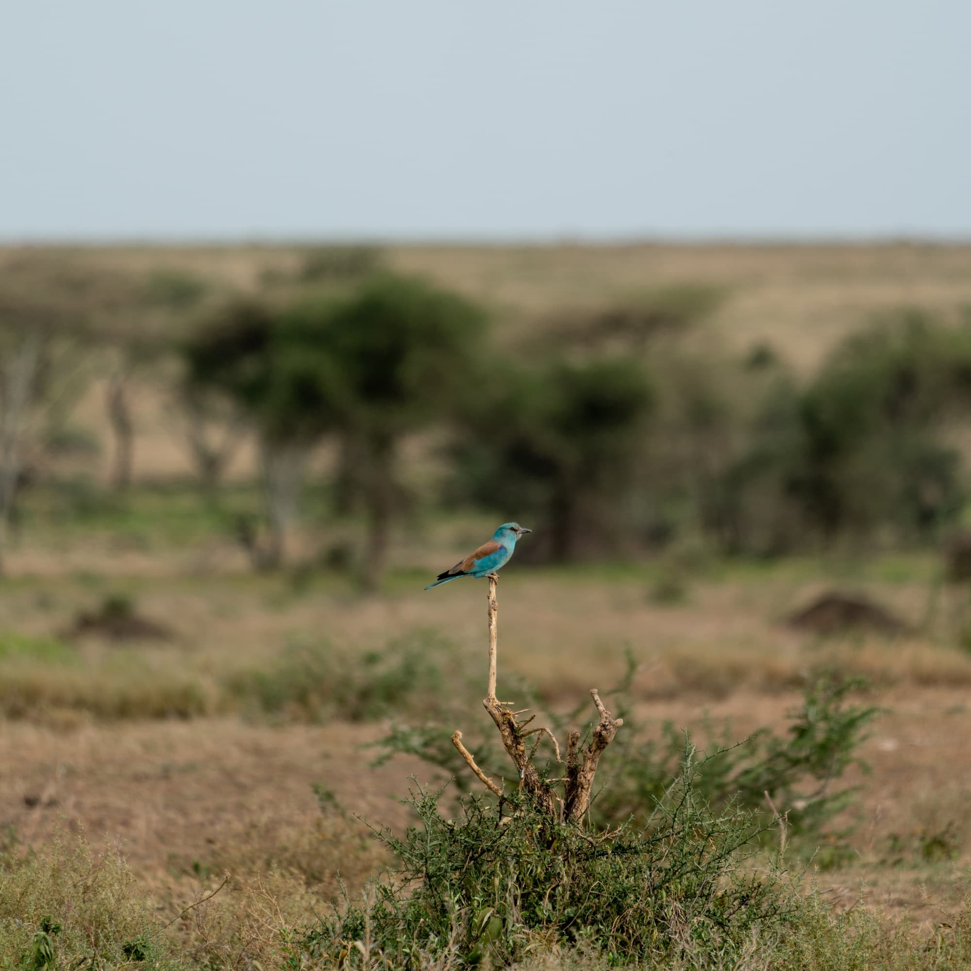 Southern Serengeti photo 65