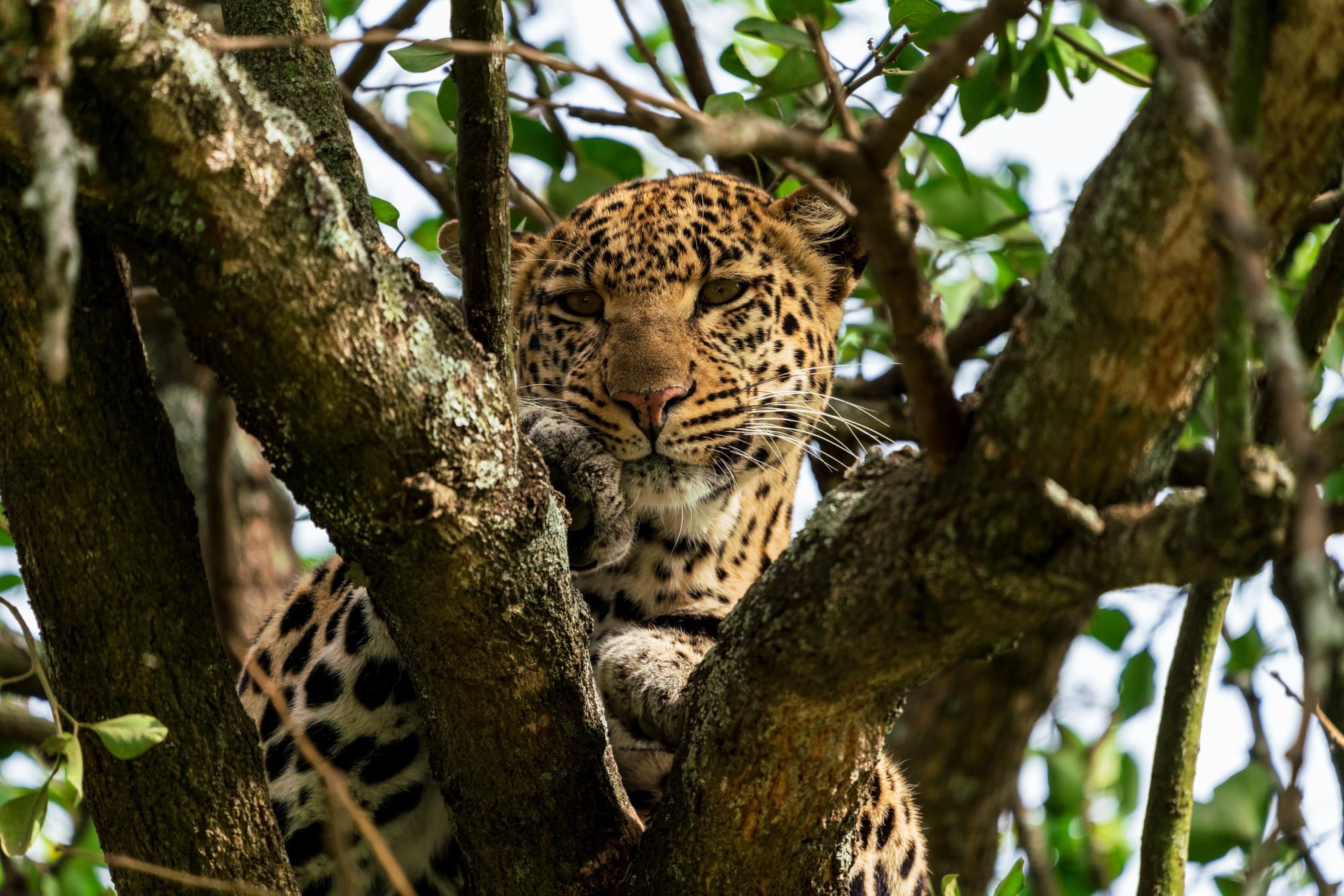 Southern Serengeti photo 64