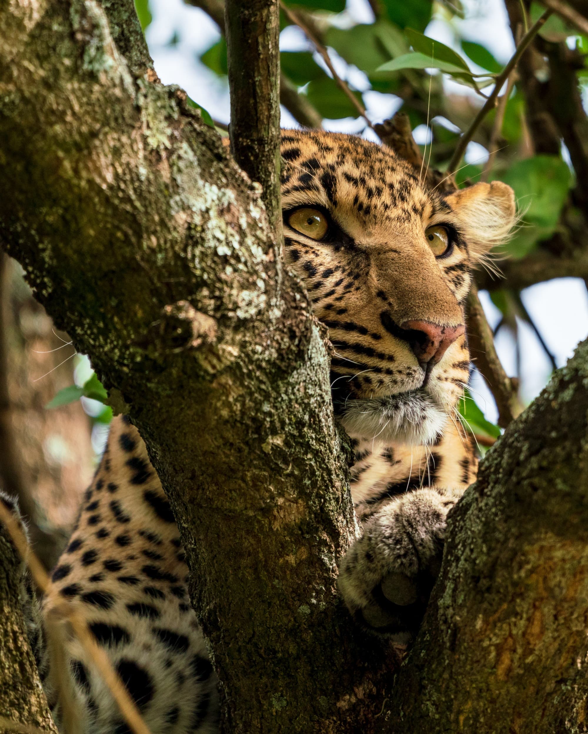 Southern Serengeti photo 63