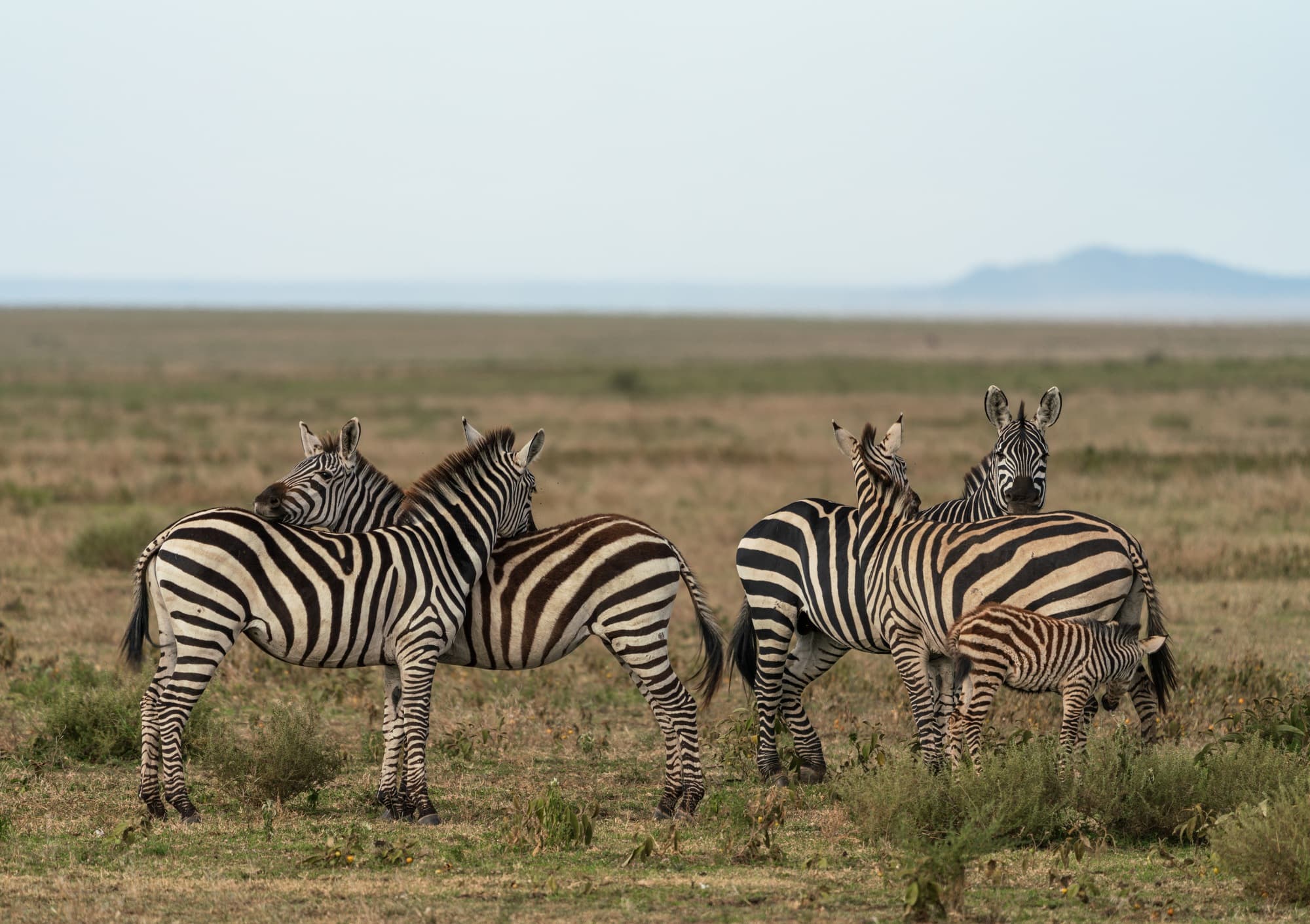 Southern Serengeti photo 60