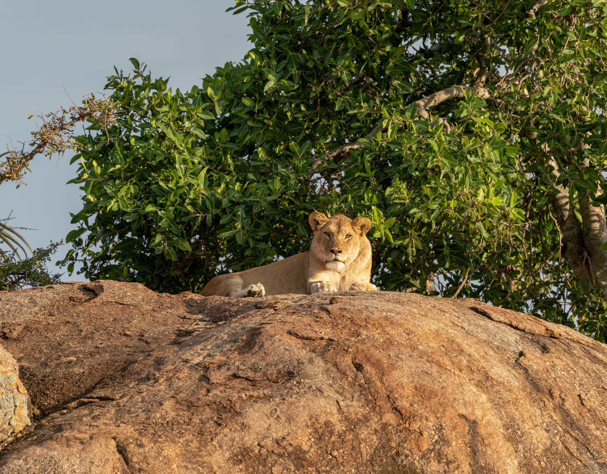 Southern Serengeti photo 49