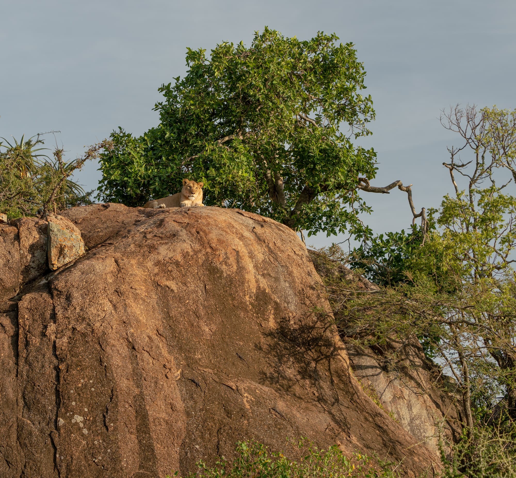 Southern Serengeti photo 48