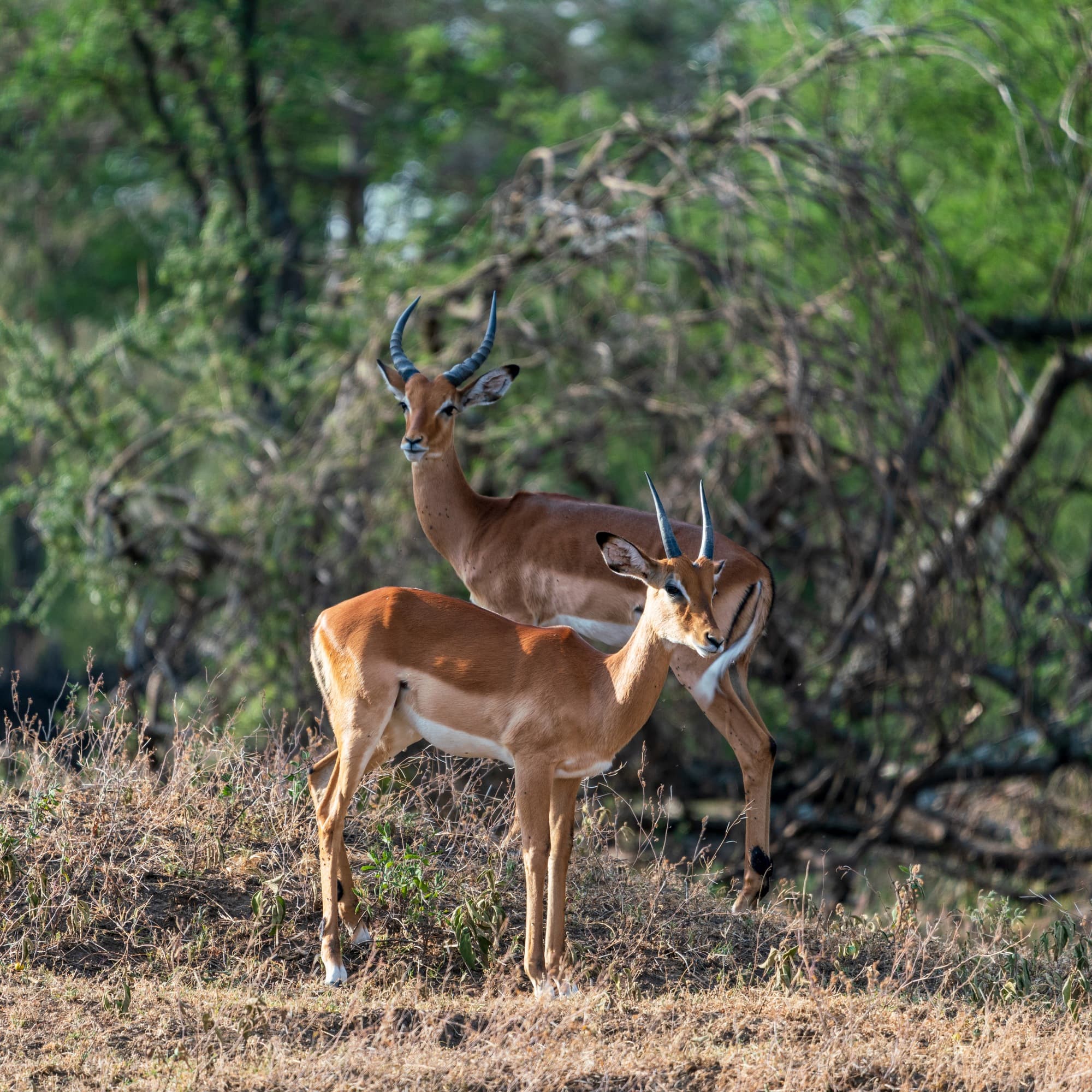 Southern Serengeti photo 50