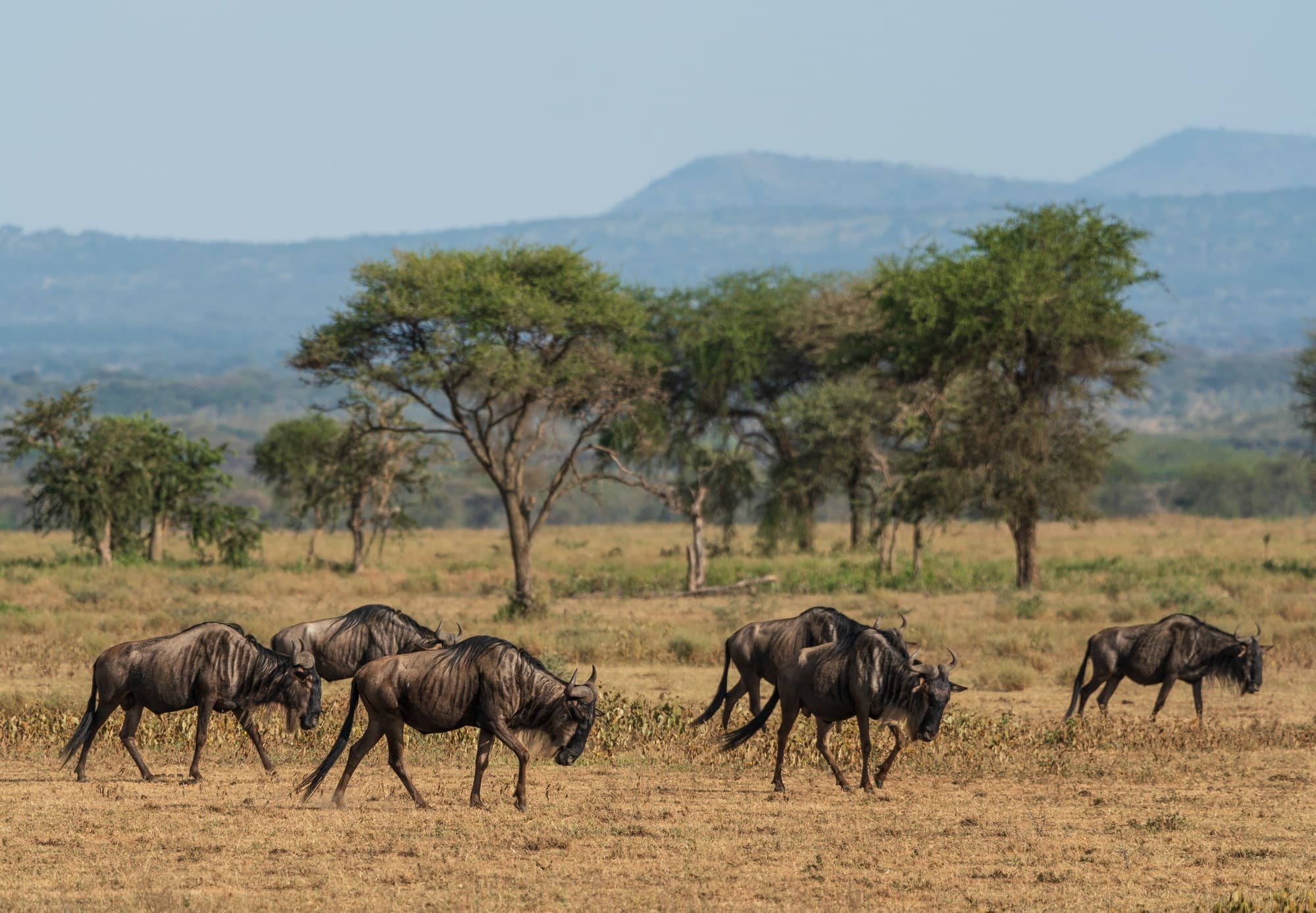 Southern Serengeti photo 51