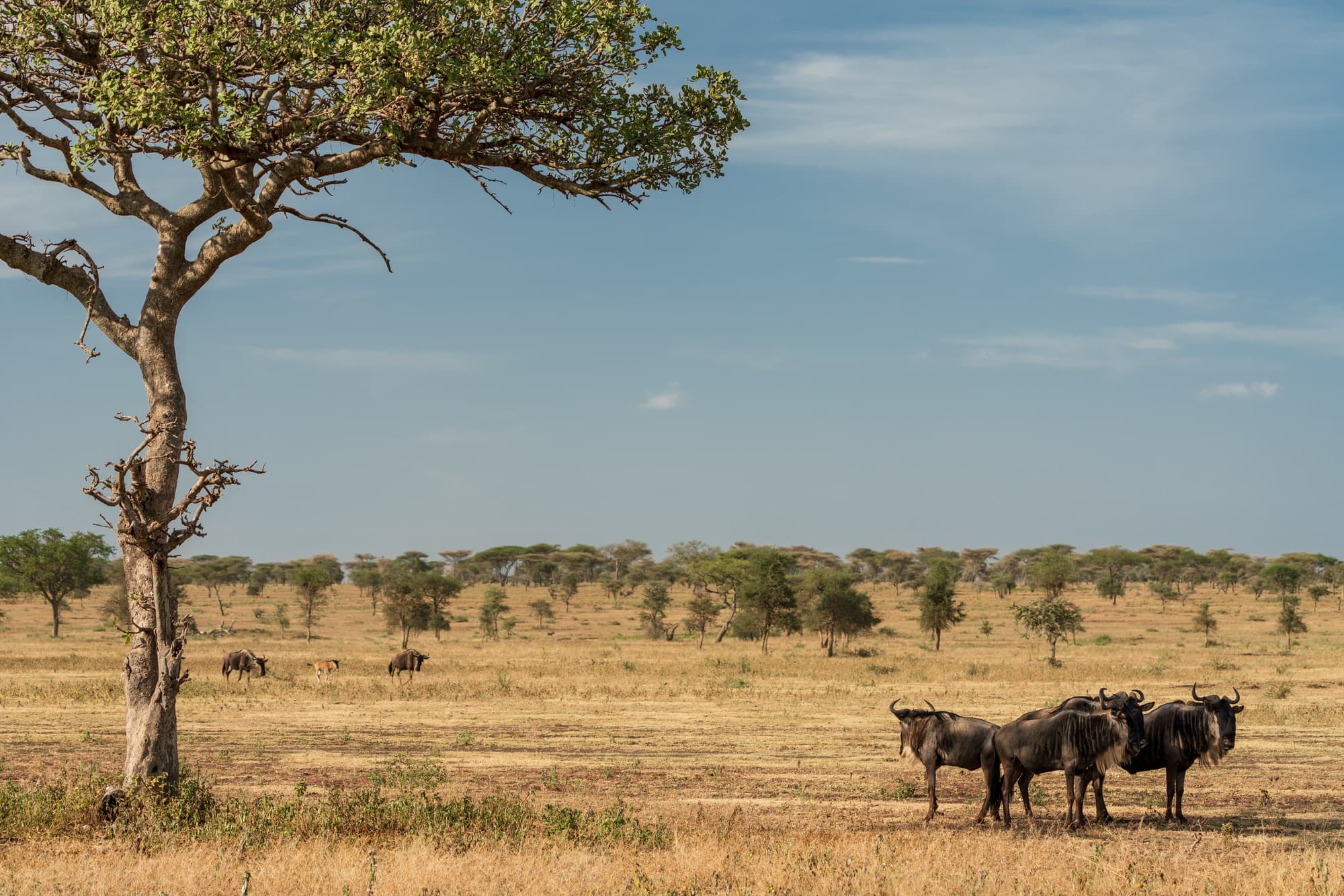Southern Serengeti photo 53