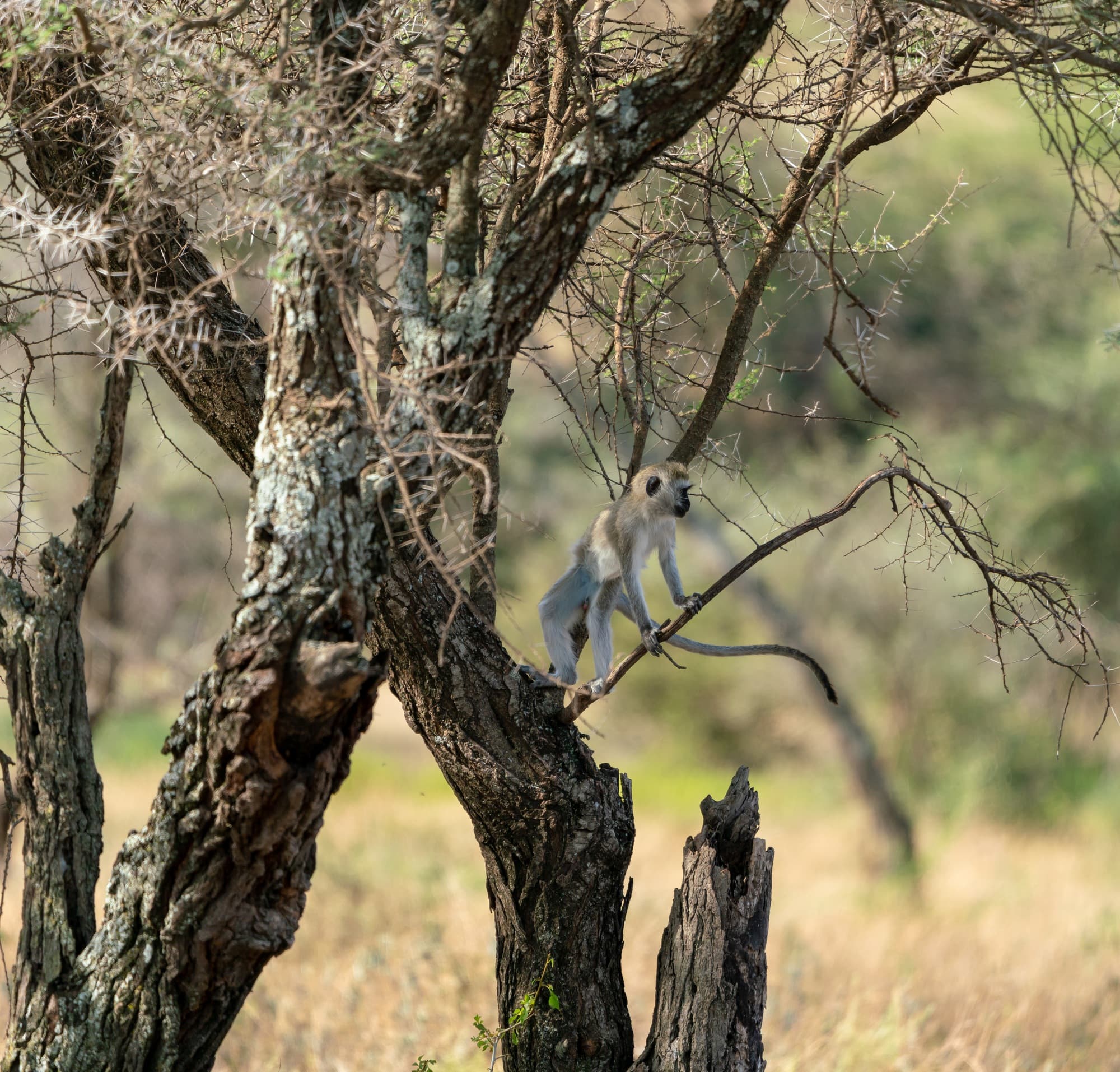 Southern Serengeti photo 52