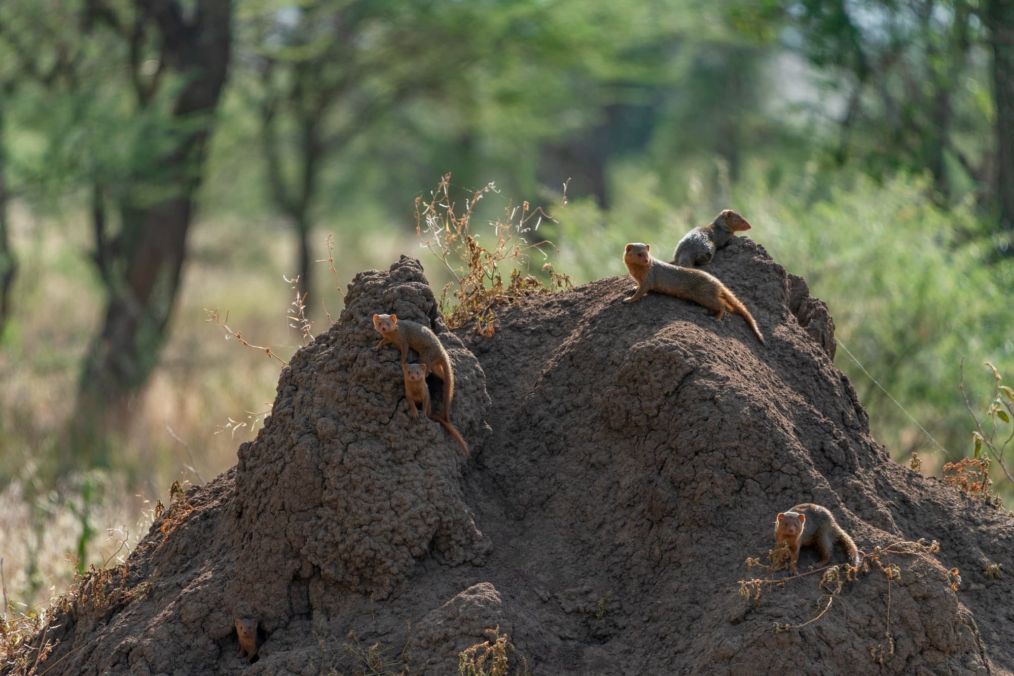 Southern Serengeti photo 54