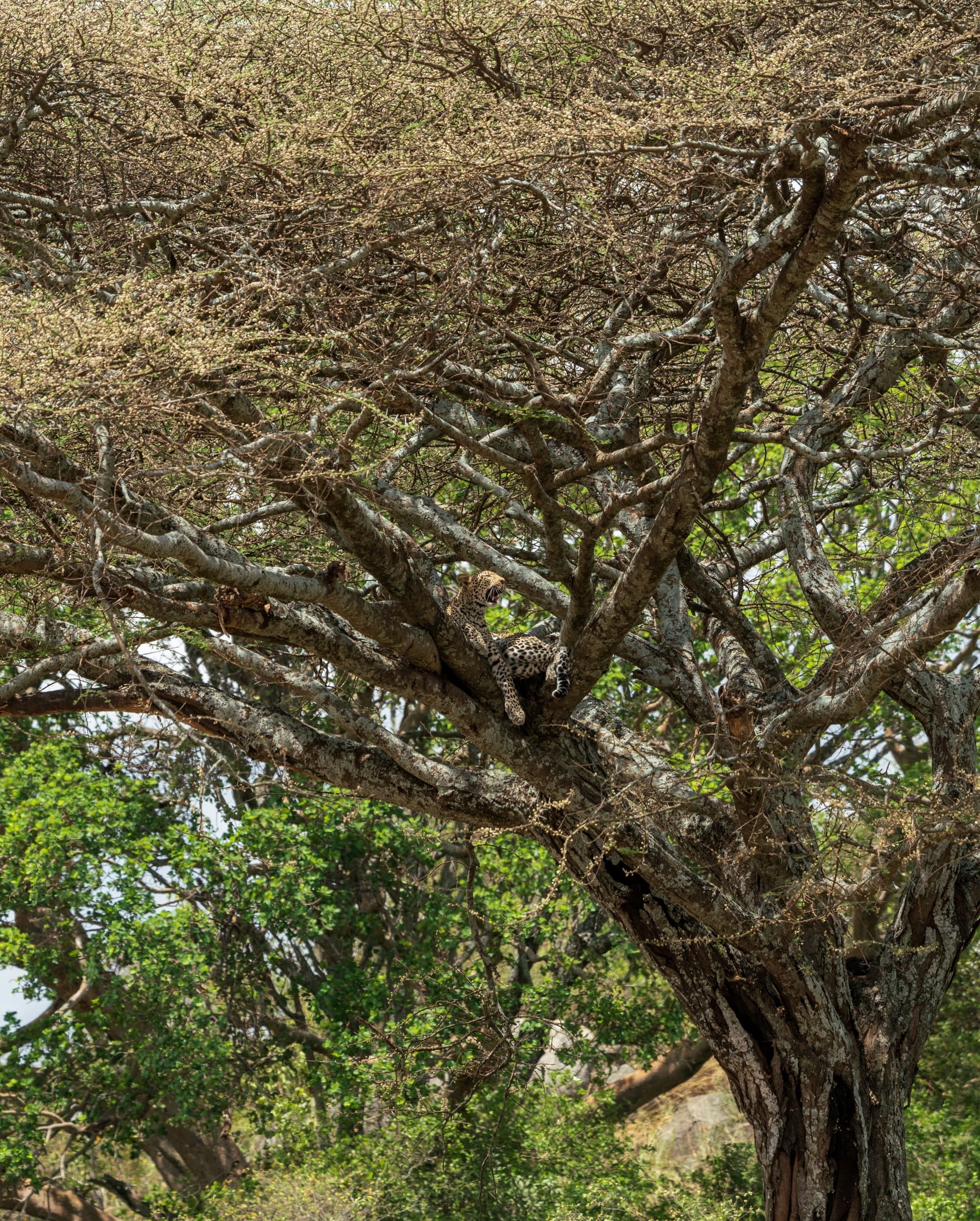 Leopard in a tree