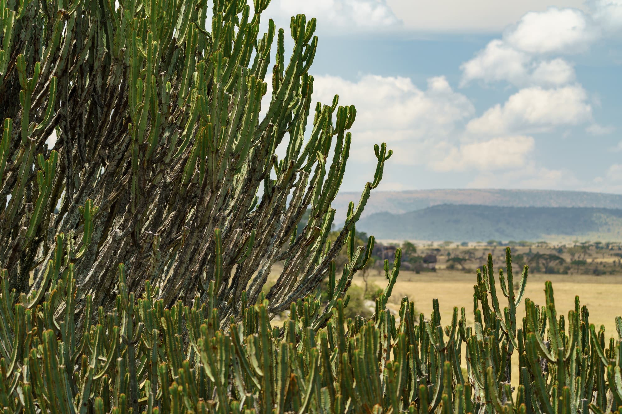 Southern Serengeti photo 41