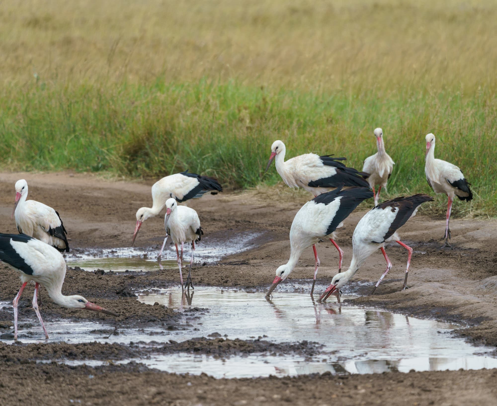Southern Serengeti photo 35