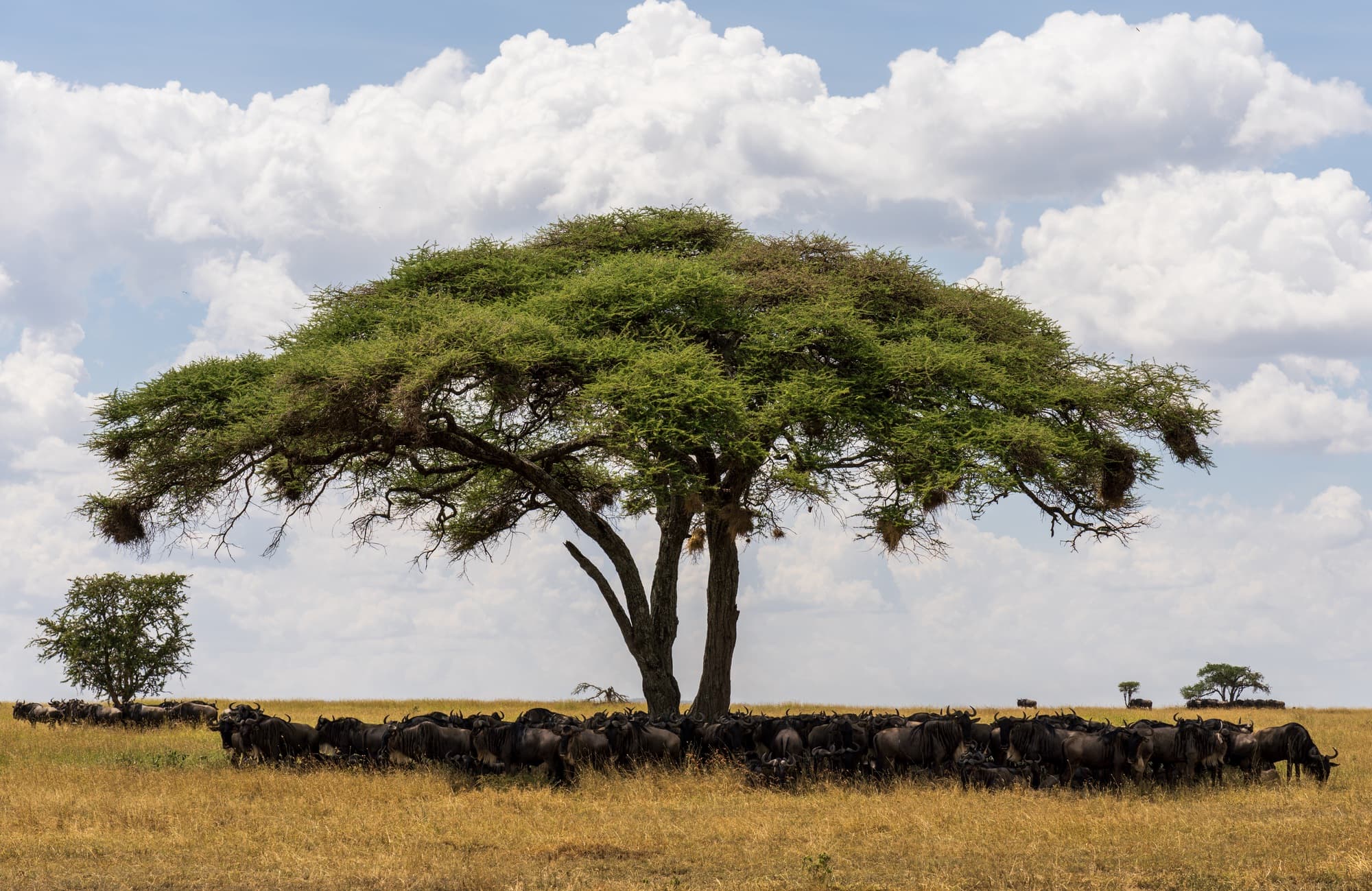 Southern Serengeti photo 37
