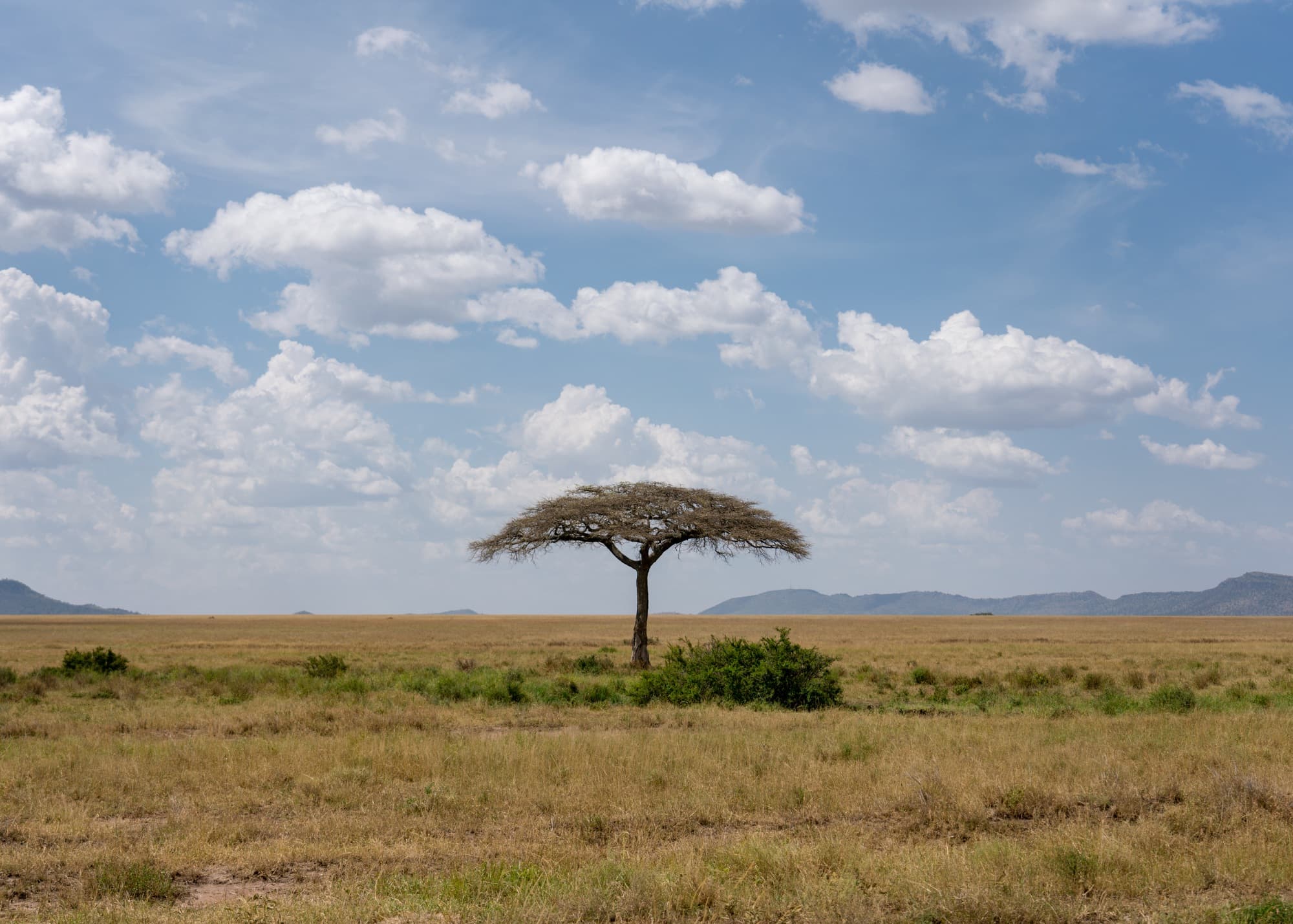 Southern Serengeti photo 38