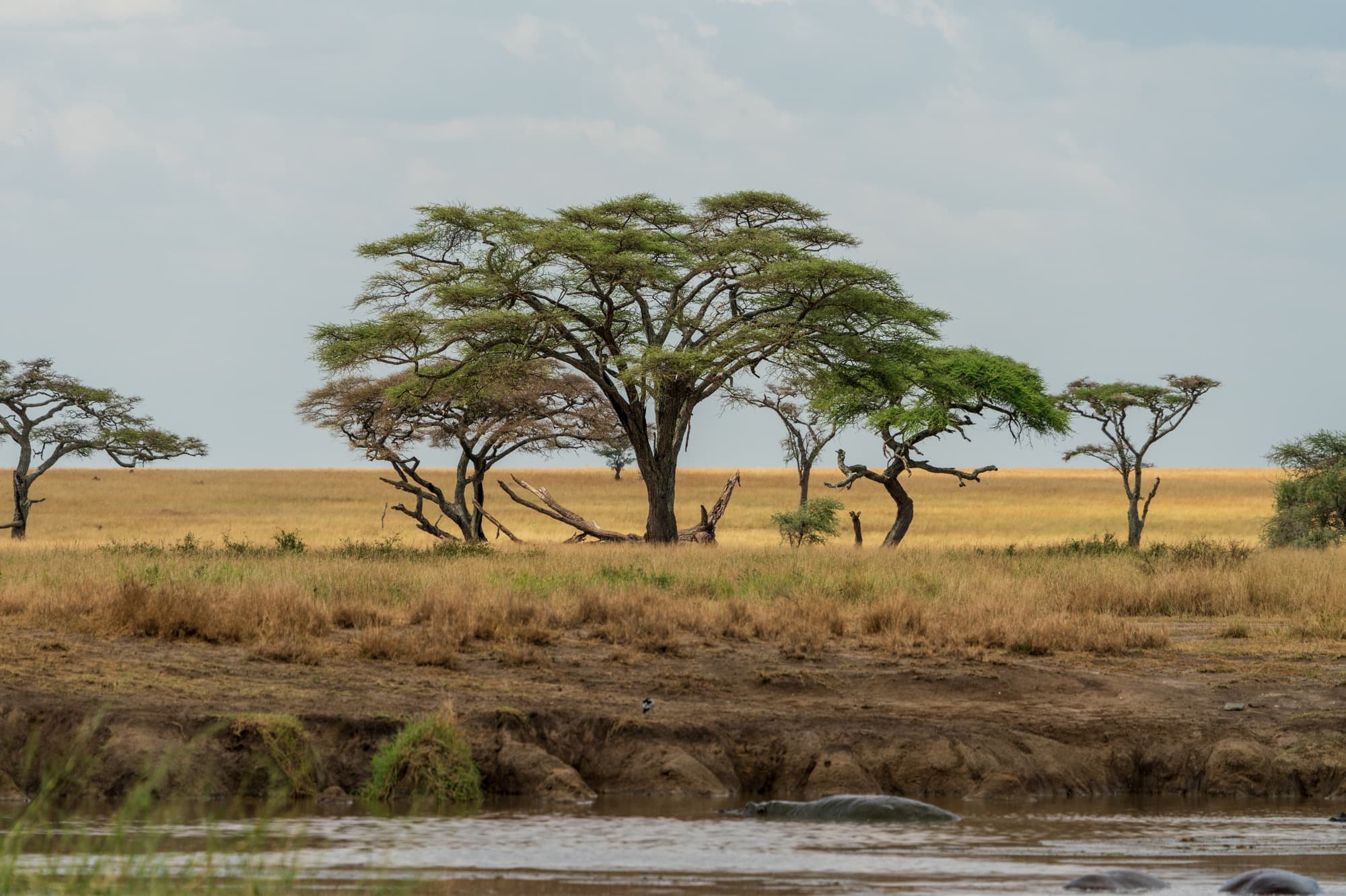 Southern Serengeti photo 26
