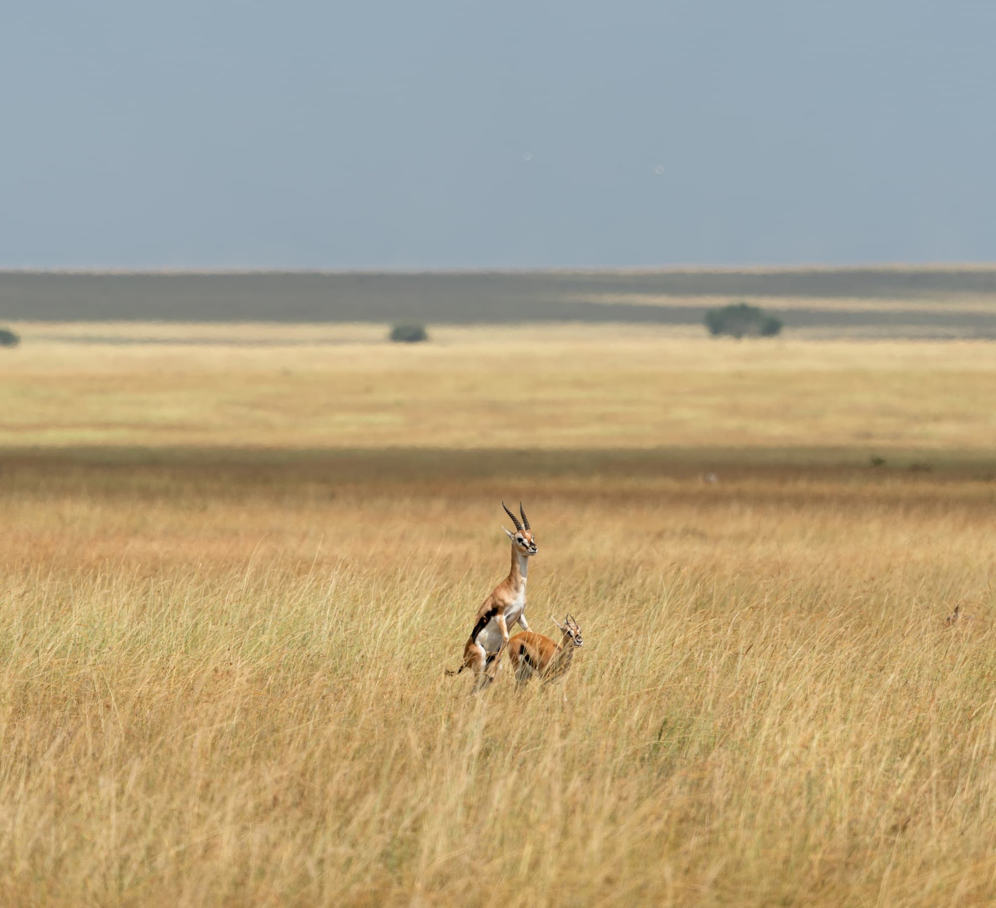 Thomson Gazelles getting busy