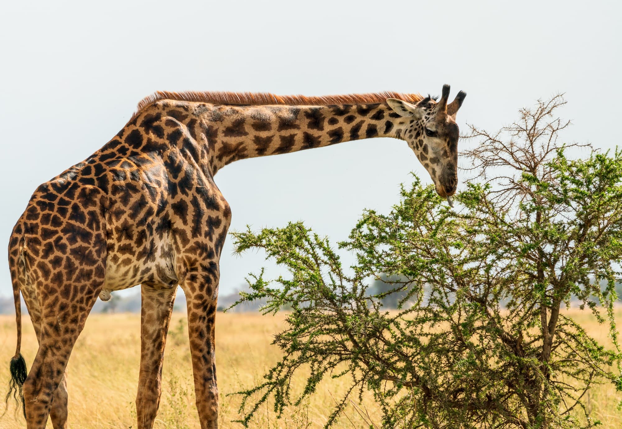 Southern Serengeti photo 29