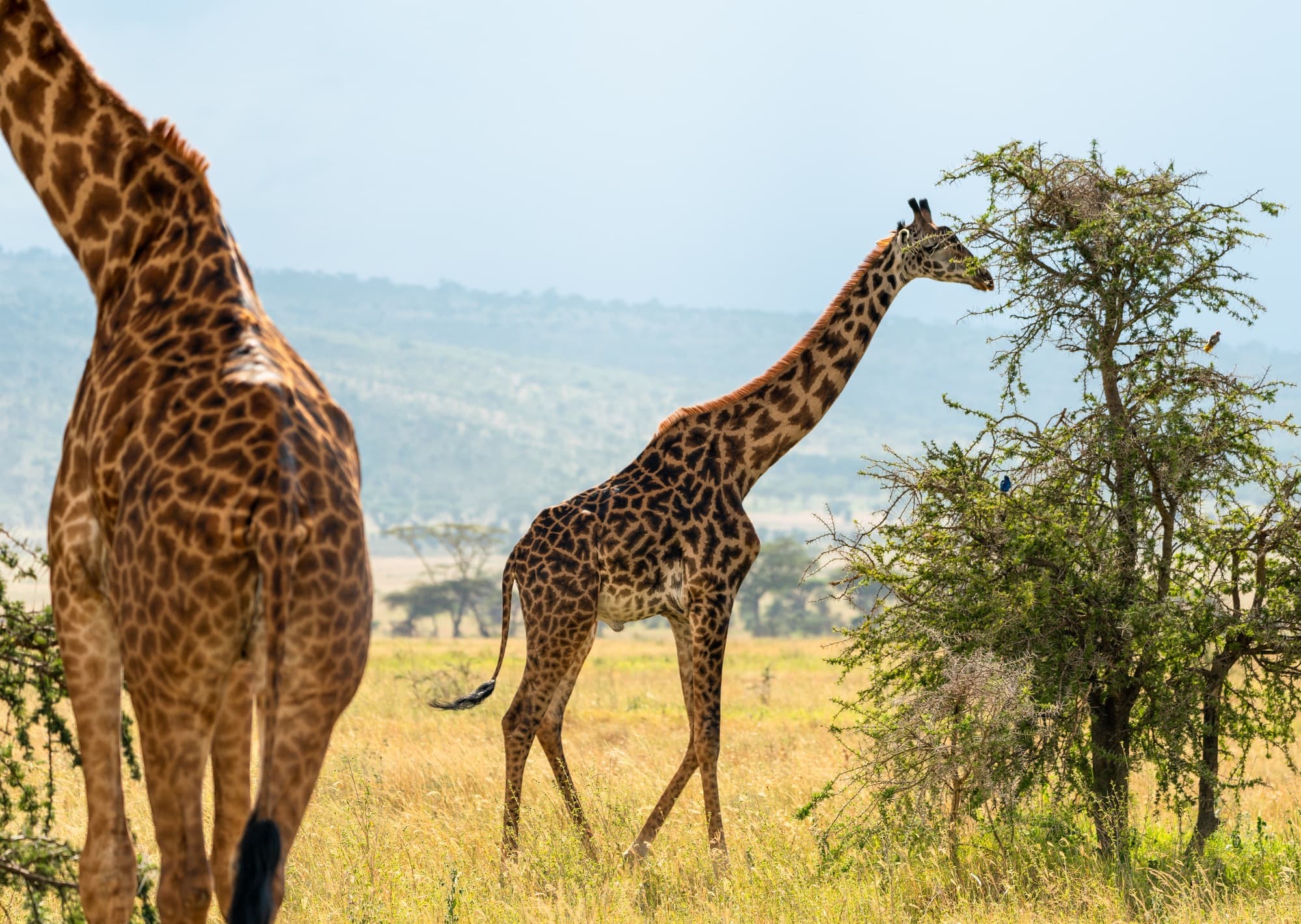Southern Serengeti photo 31