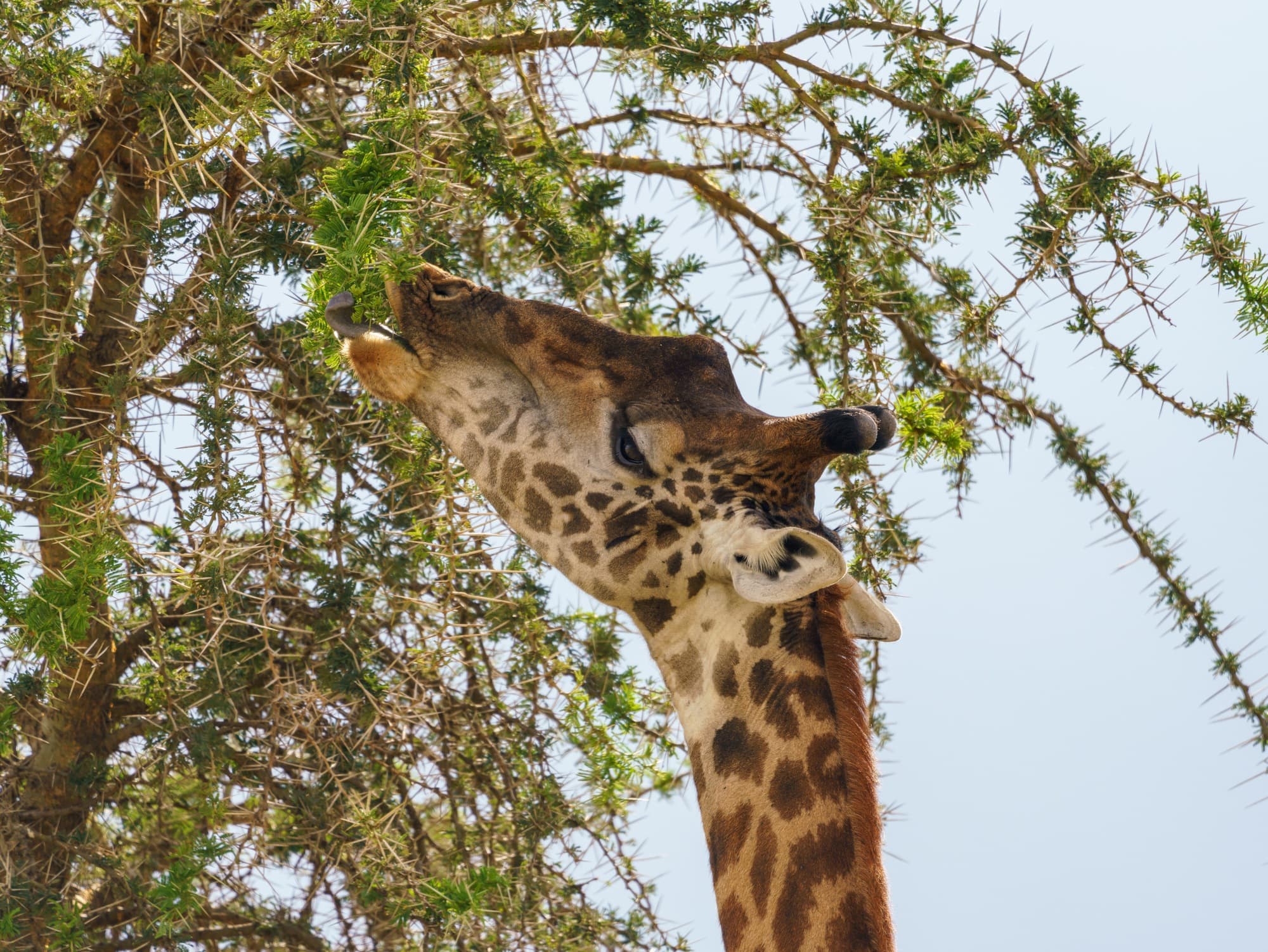 Southern Serengeti photo 30