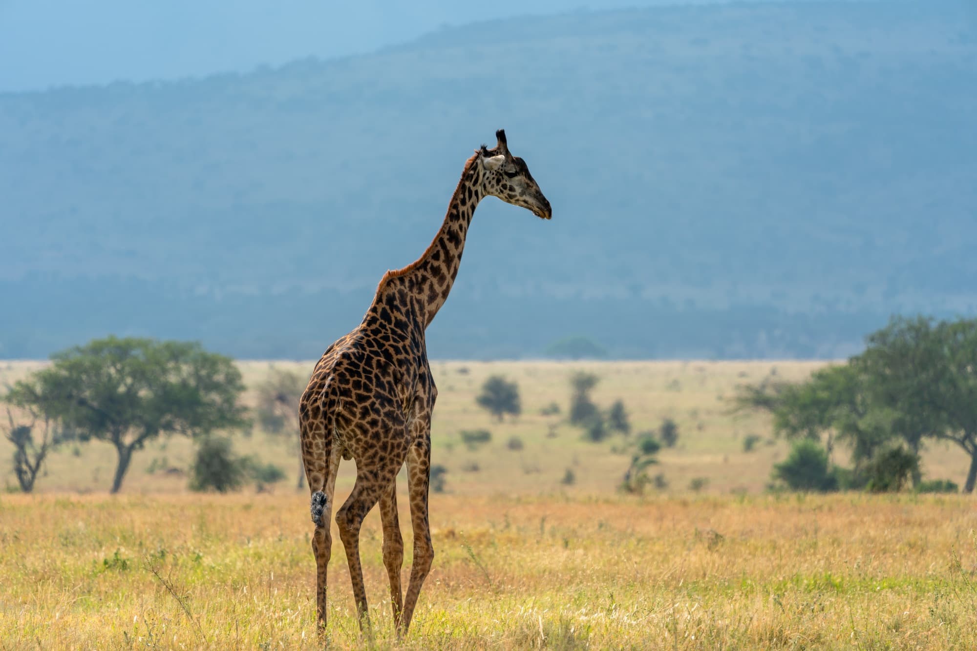 Southern Serengeti photo 33