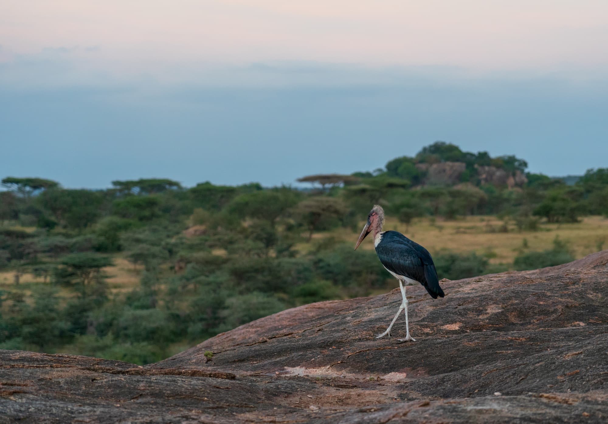 Marabou stork