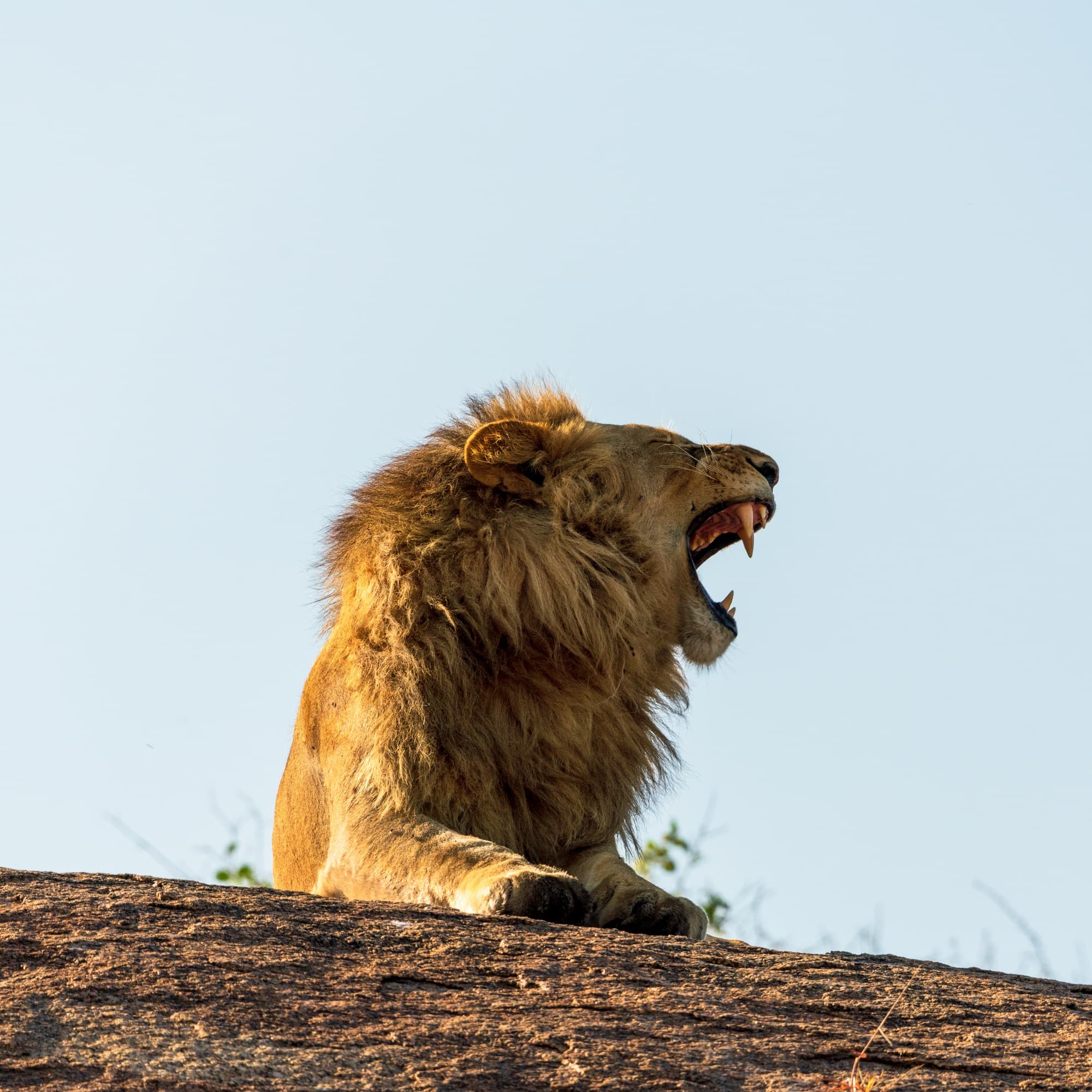 Southern Serengeti photo 18