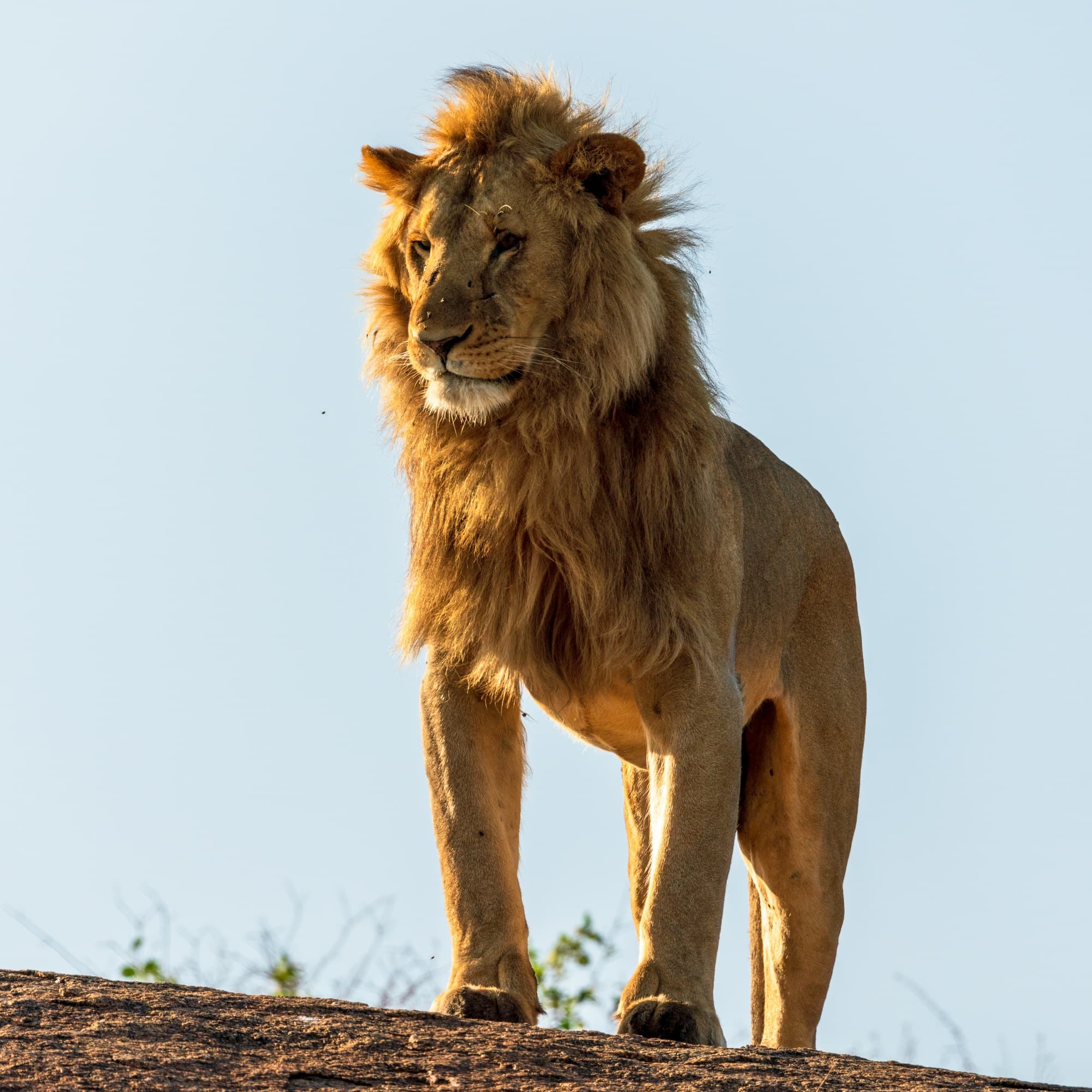 Southern Serengeti photo 17
