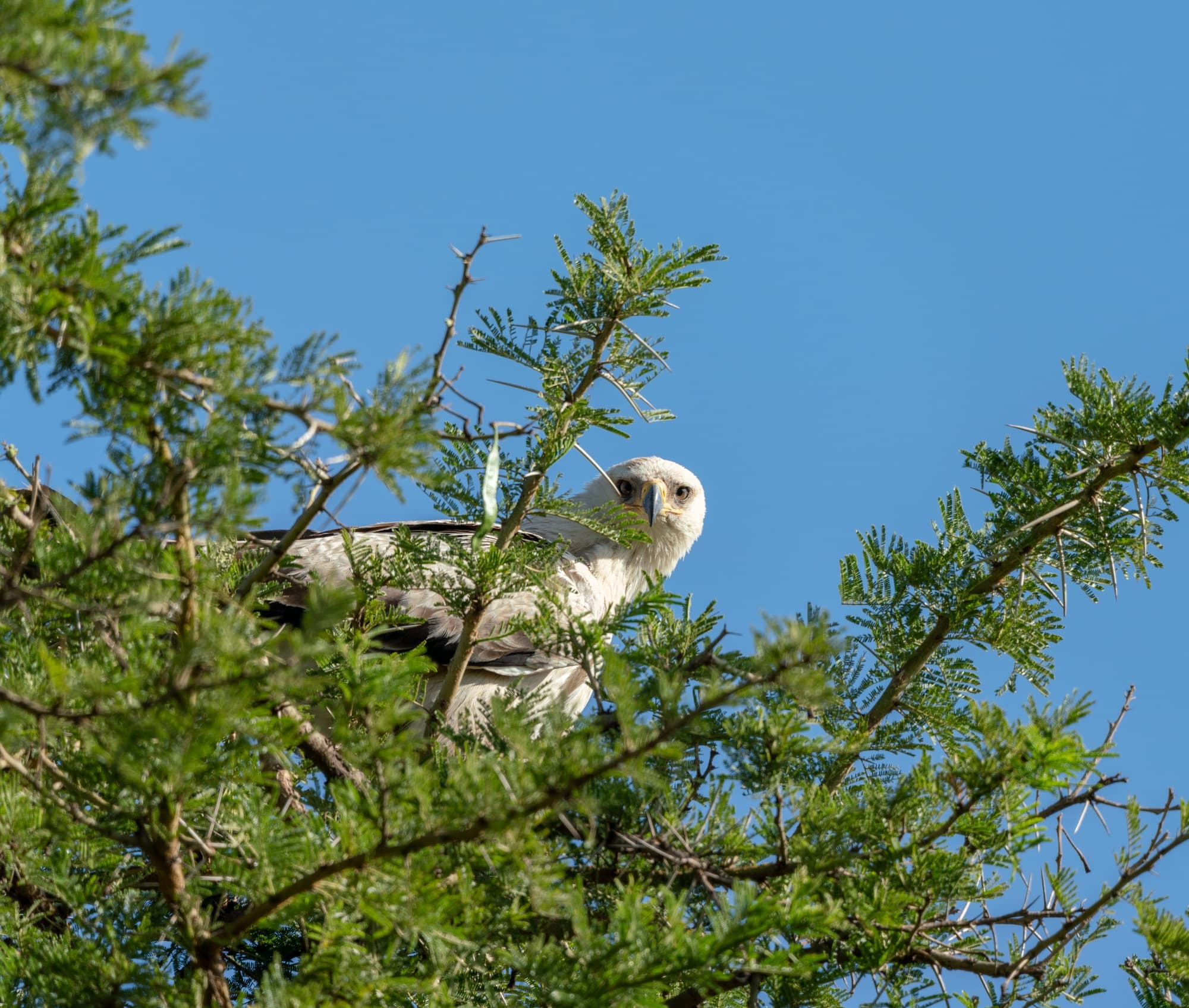 Southern Serengeti photo 19