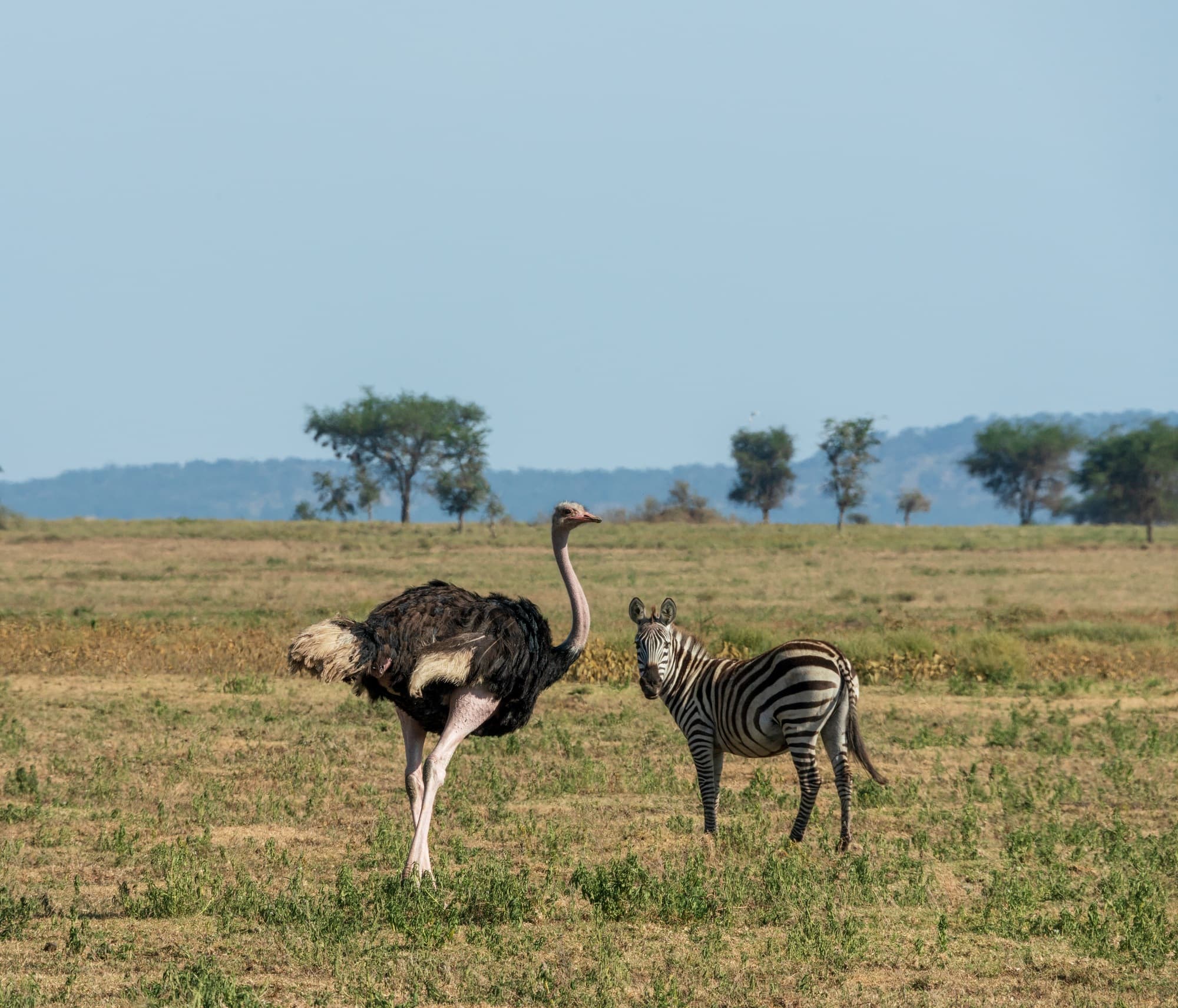 Southern Serengeti photo 20