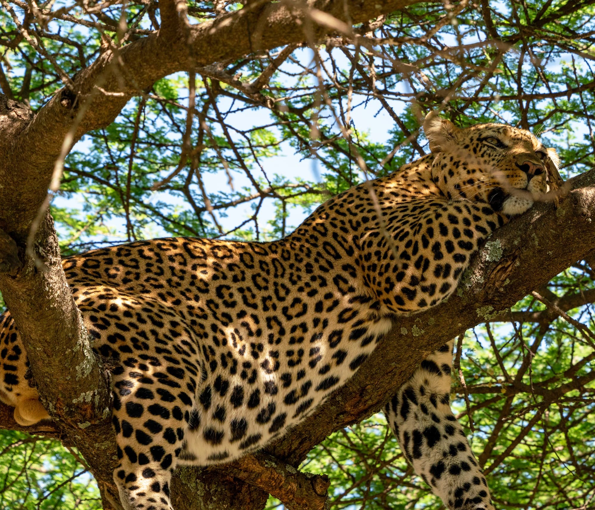Leopard resting in a tree after a big meal.