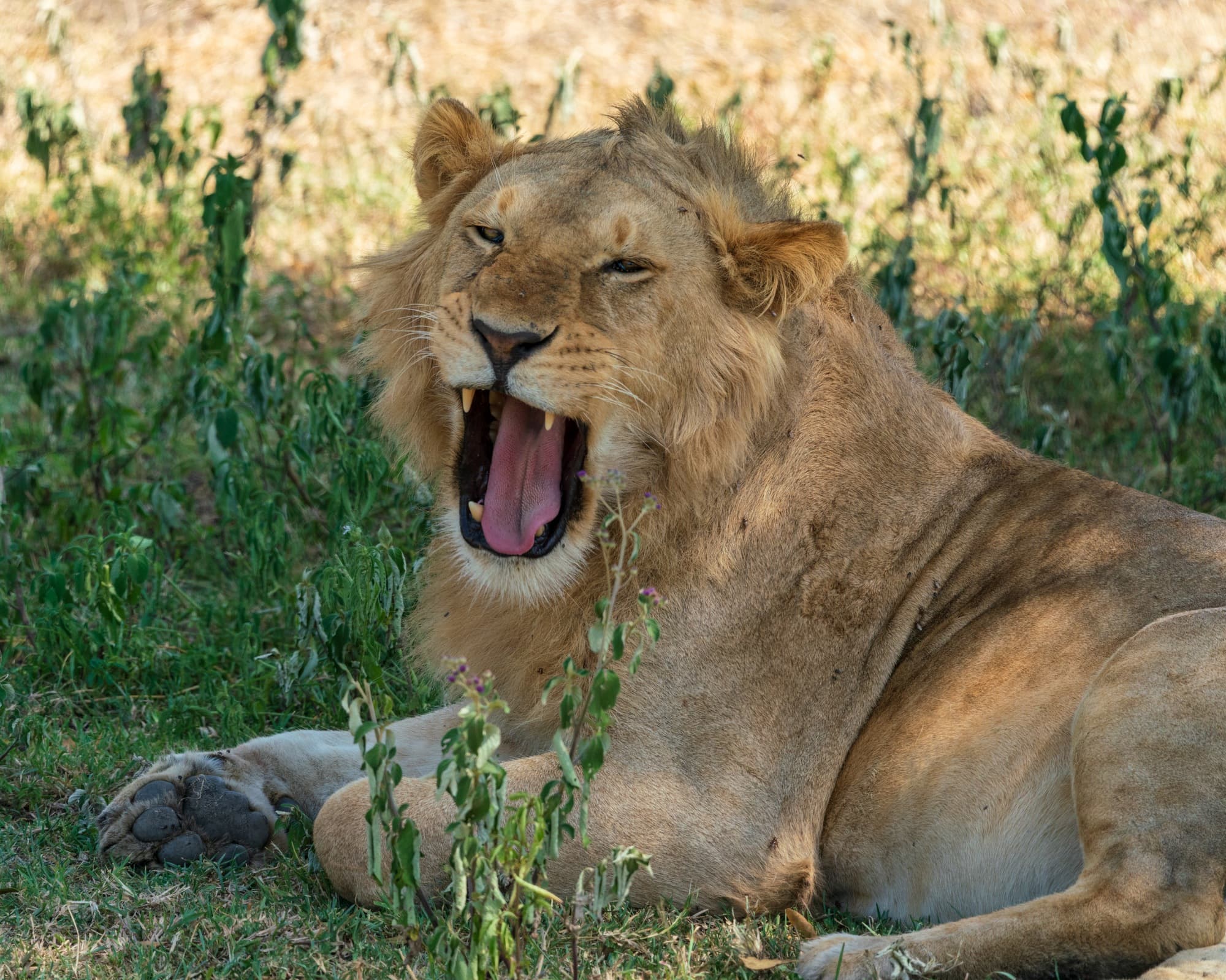 Southern Serengeti photo 22
