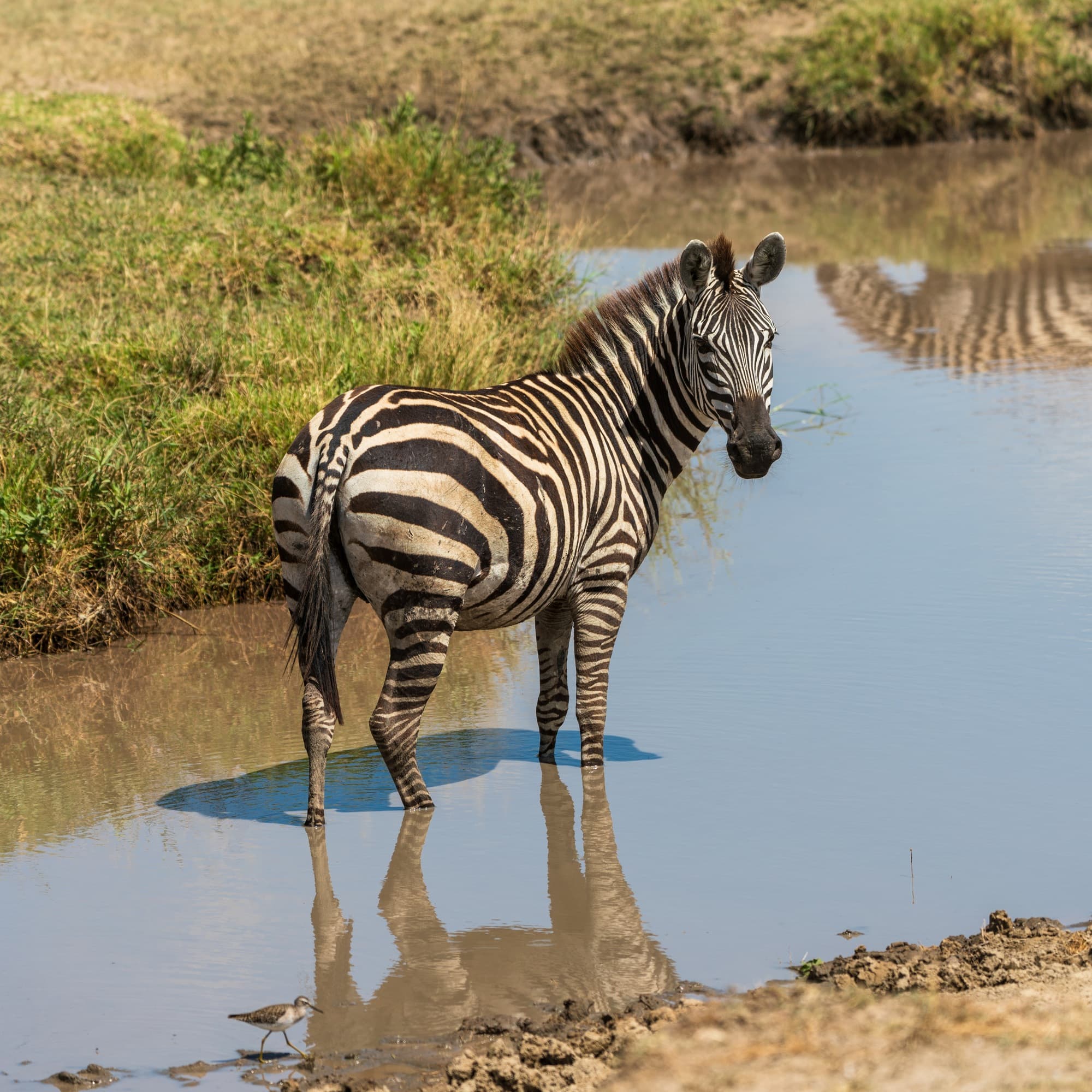 Southern Serengeti photo 23
