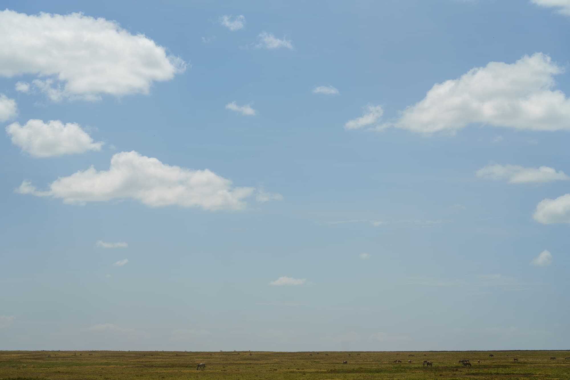 Southern Serengeti photo 24