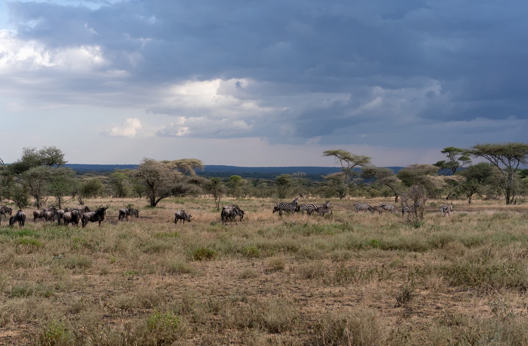 Southern Serengeti photo 15