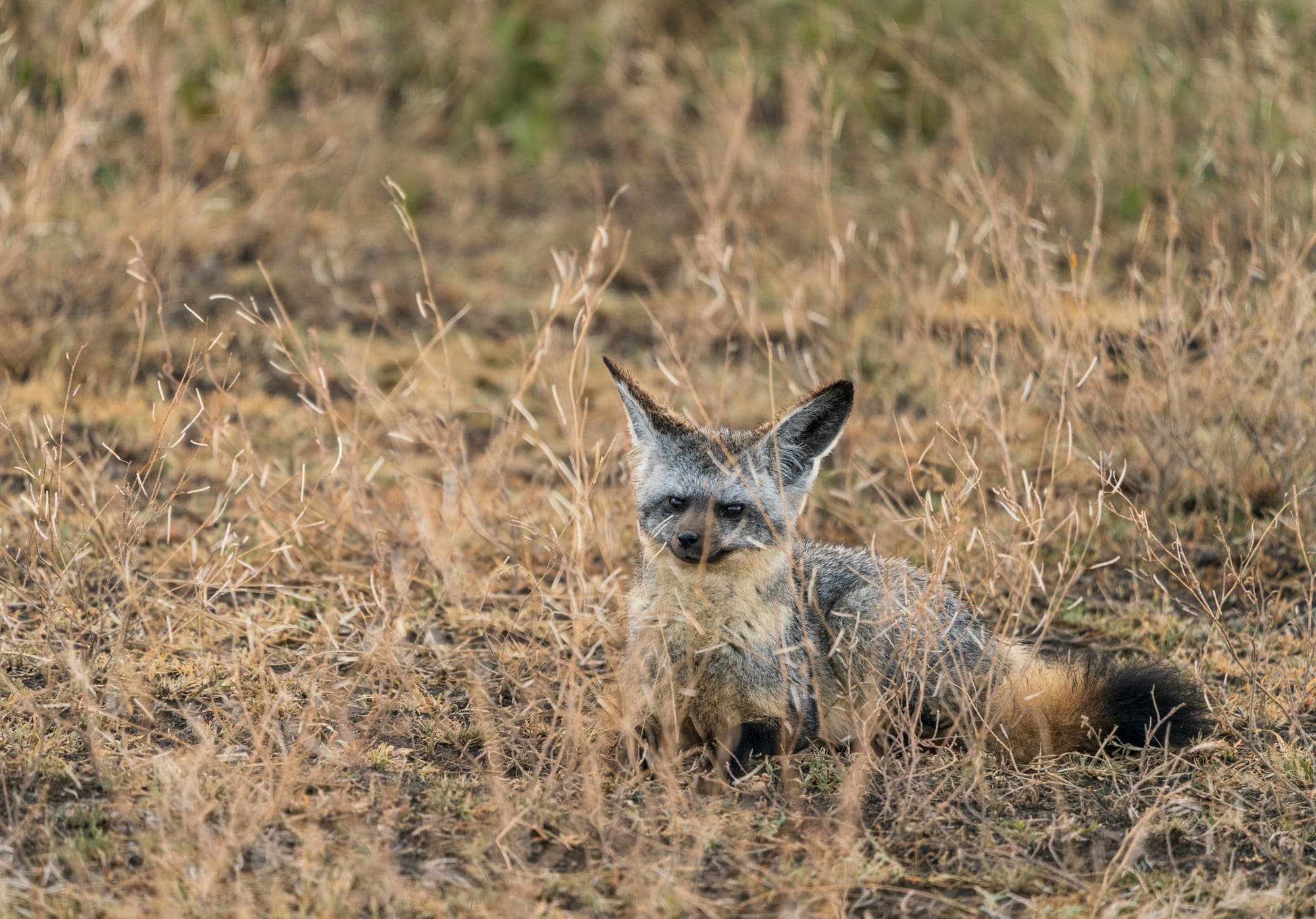 Southern Serengeti photo 3